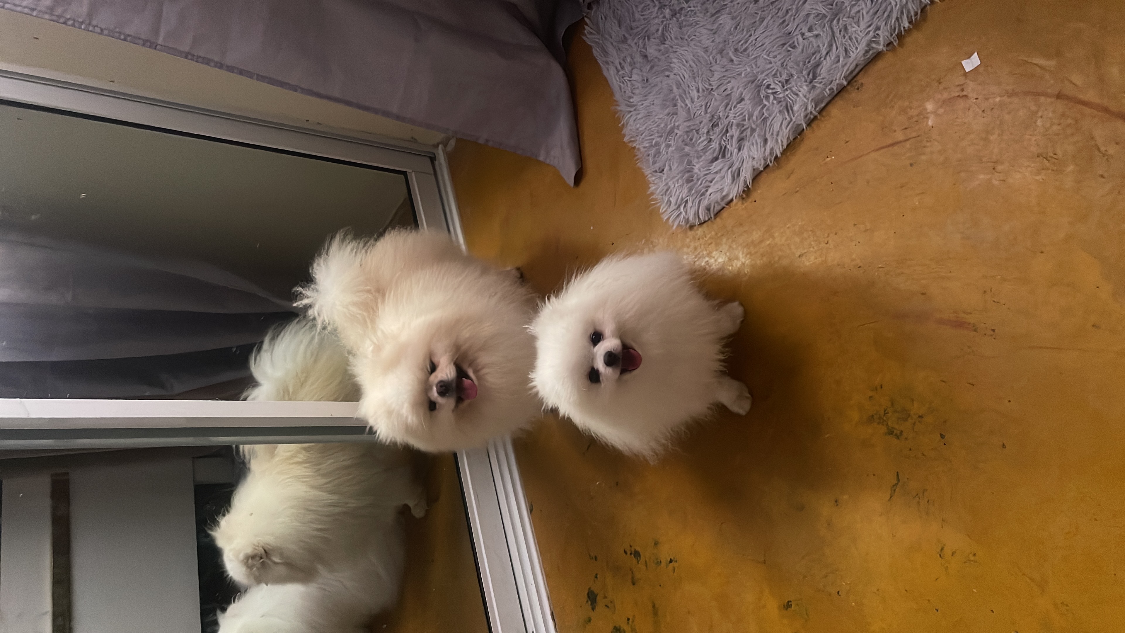 animales y mascotas - Pomerania padrote 3