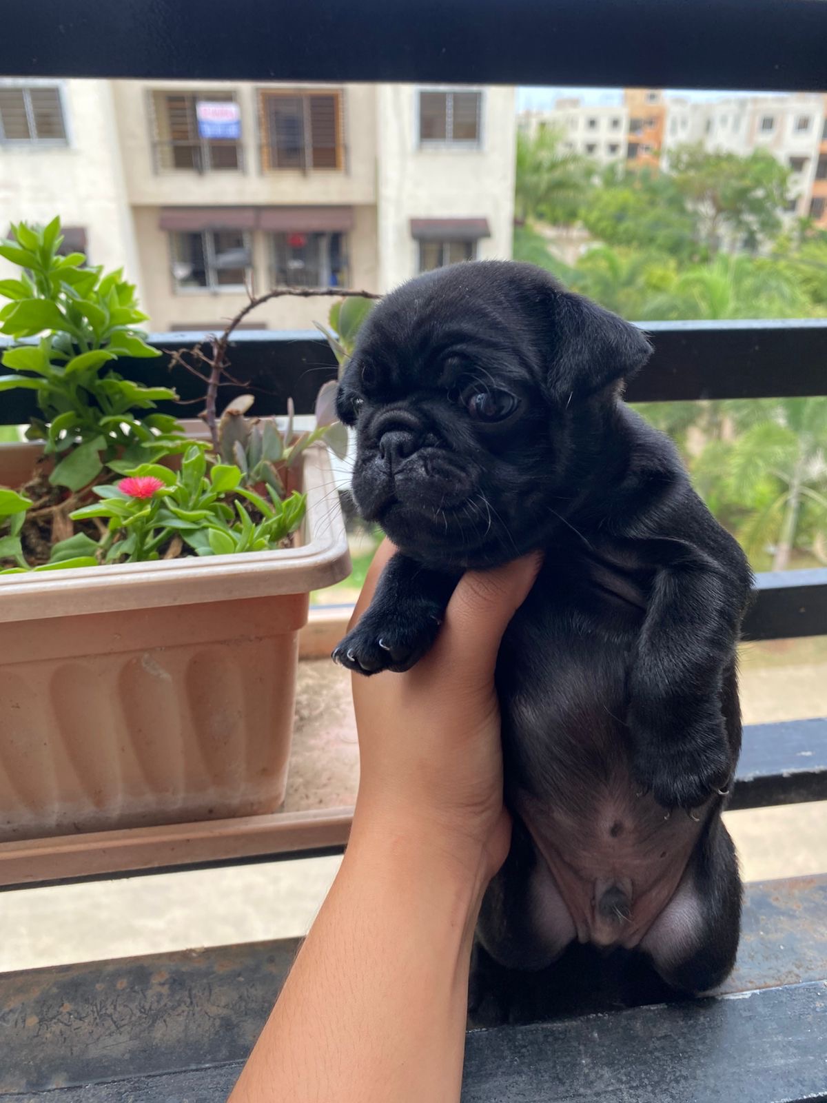 animales y mascotas - Cachorros Pugs 