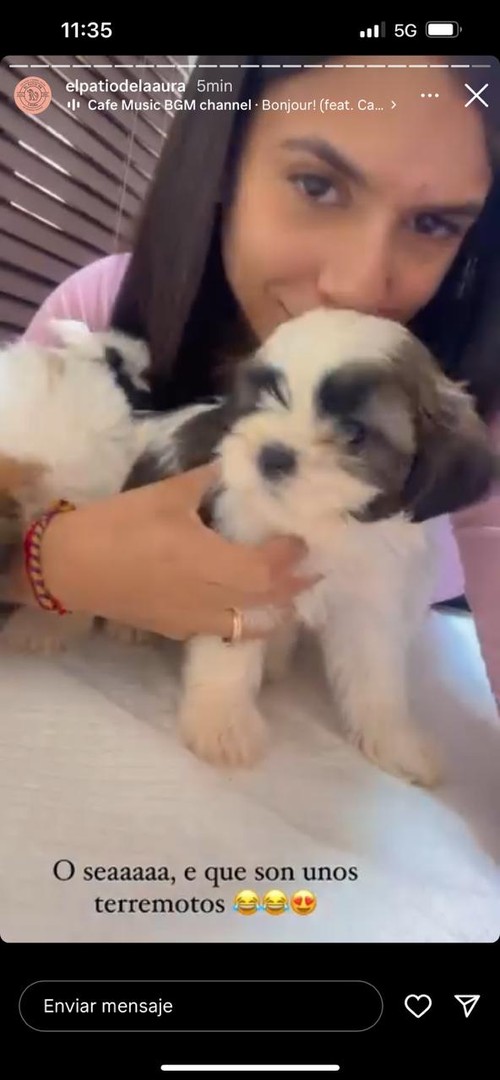 animales y mascotas - Perritos shitzu hembra y machos en oferta  0