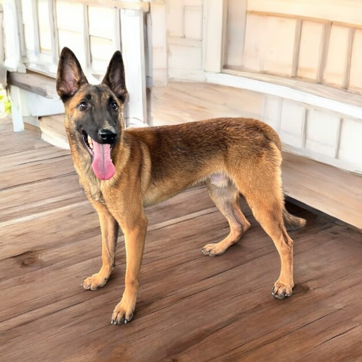animales y mascotas - Pastor Belga Malinois  3