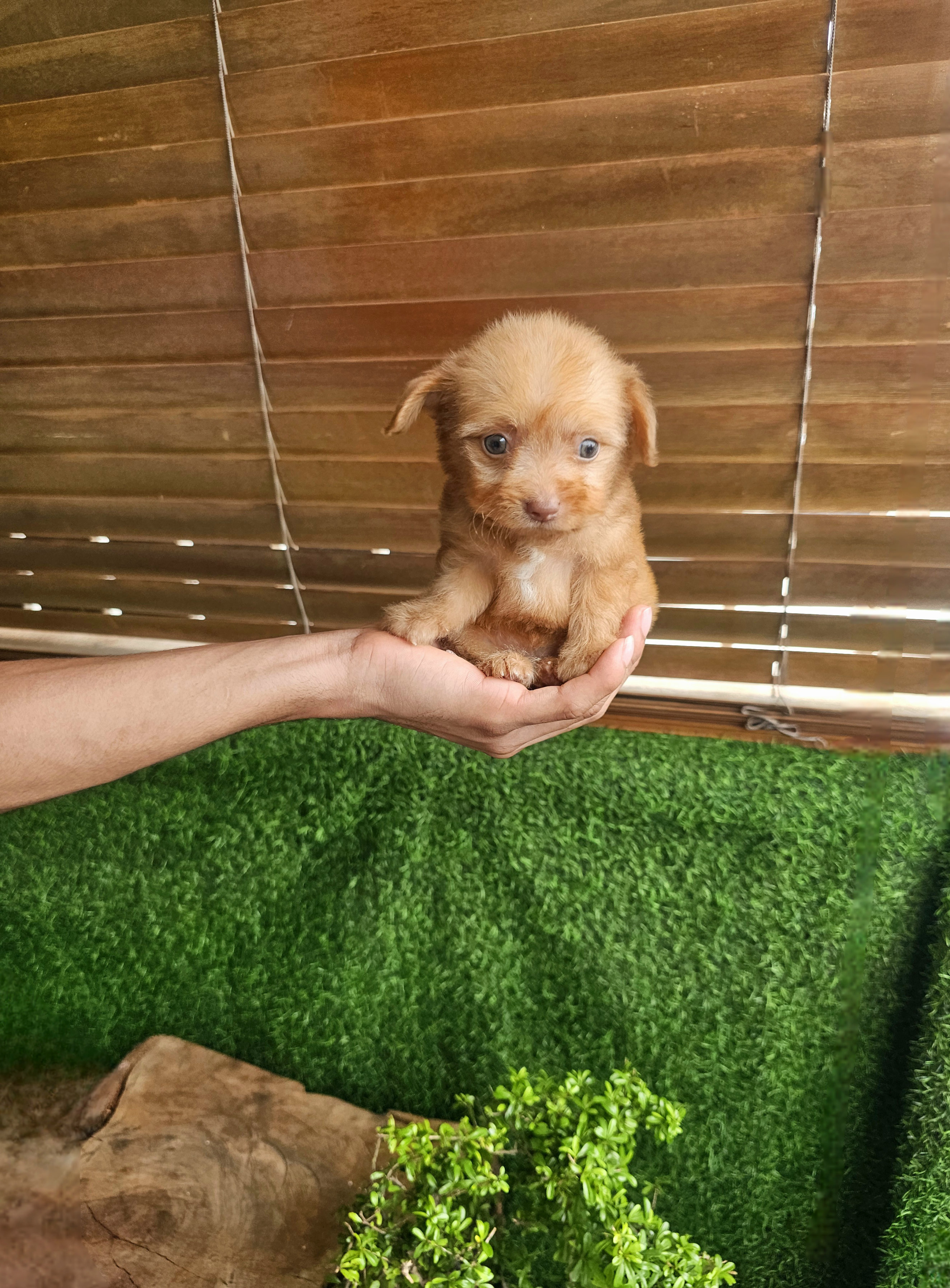 animales y mascotas - Poodle mix mariposa  5