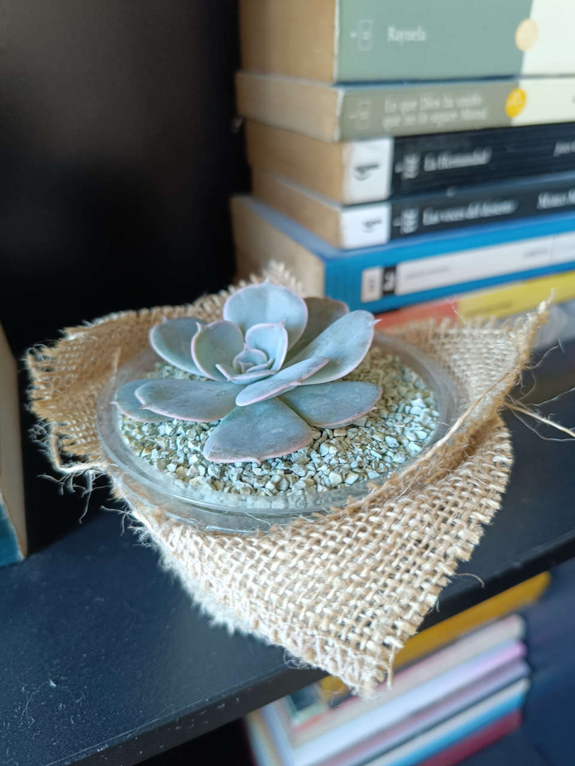 herramientas, jardines y exterior - Echeveria plantas decorativas 5