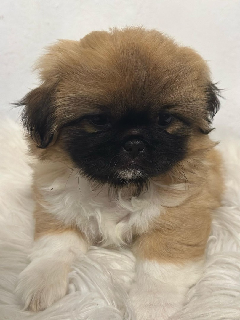 animales y mascotas - Tierno cachorro macho pekinés / pequinés en venta 6