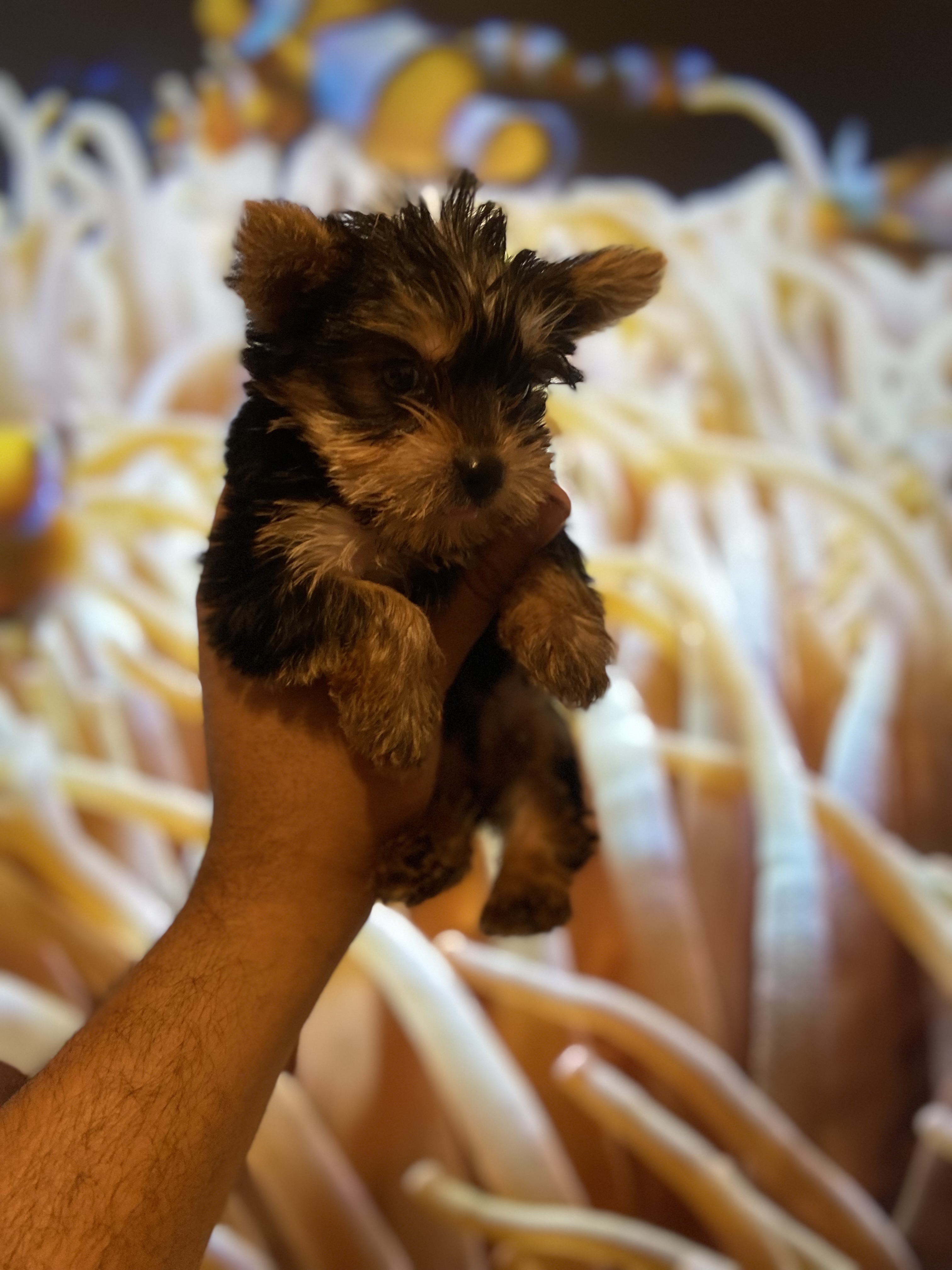 animales y mascotas - yorkie mini 1