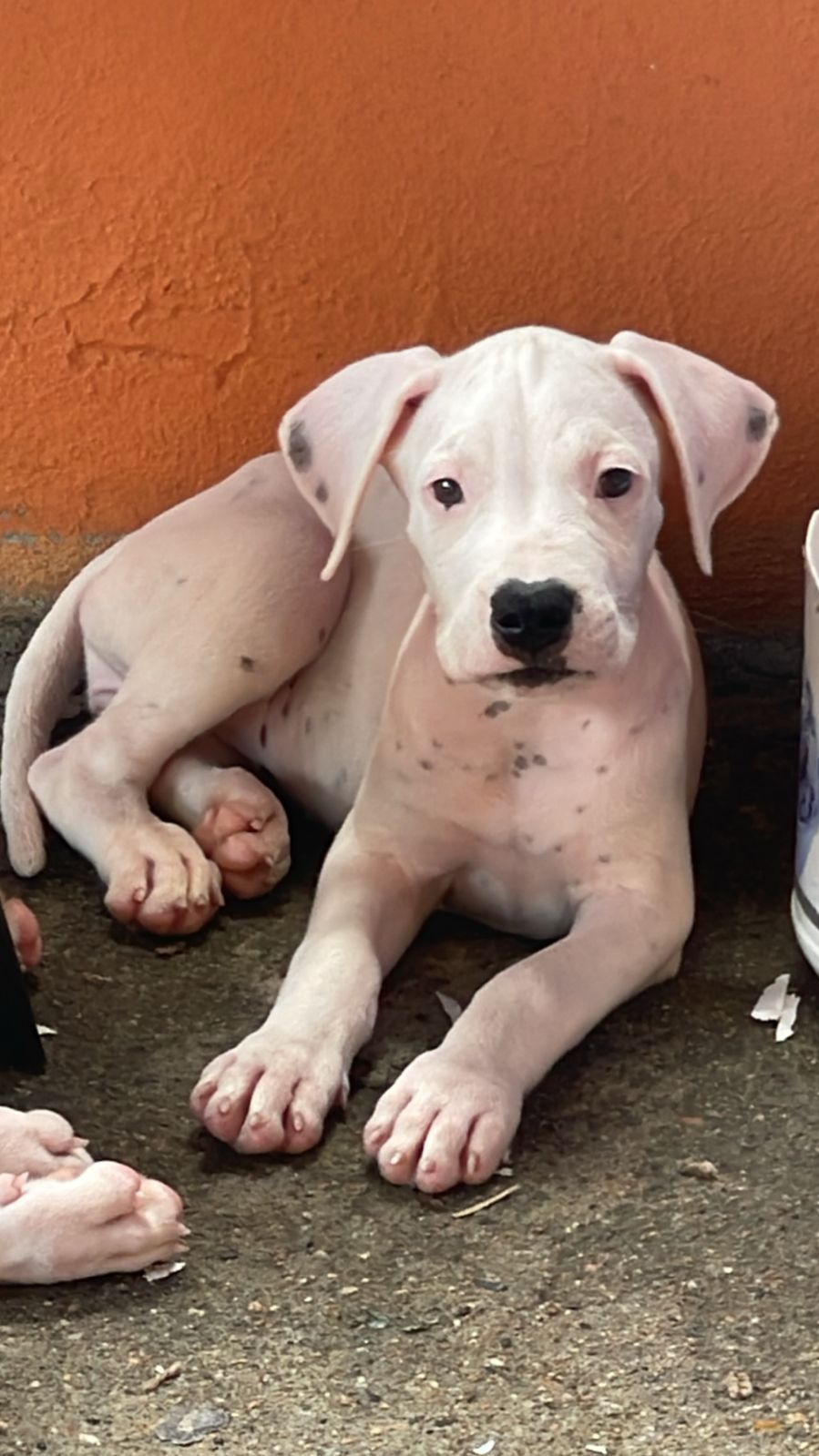 animales y mascotas - dogo argentino  0