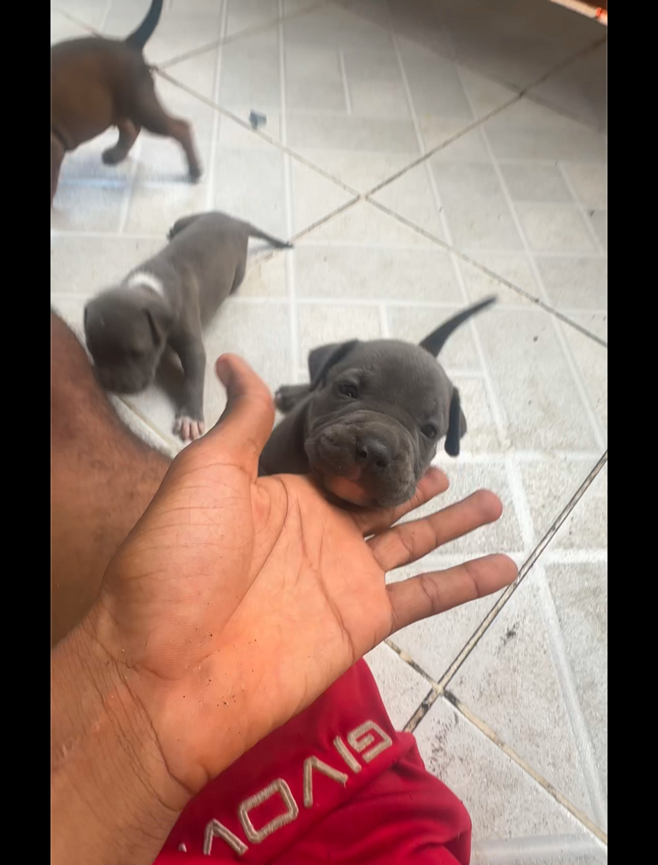 animales y mascotas - pitbull american con blue 4