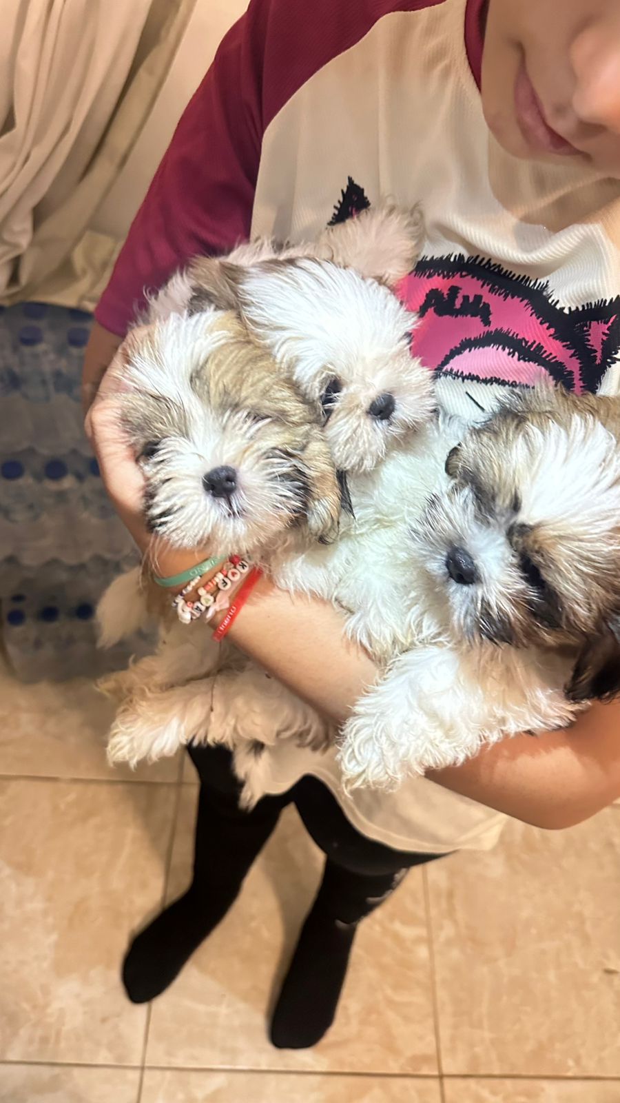 animales y mascotas - VENDO PERROS SHIHTZU 2 VARONES  VACUNADOS  1