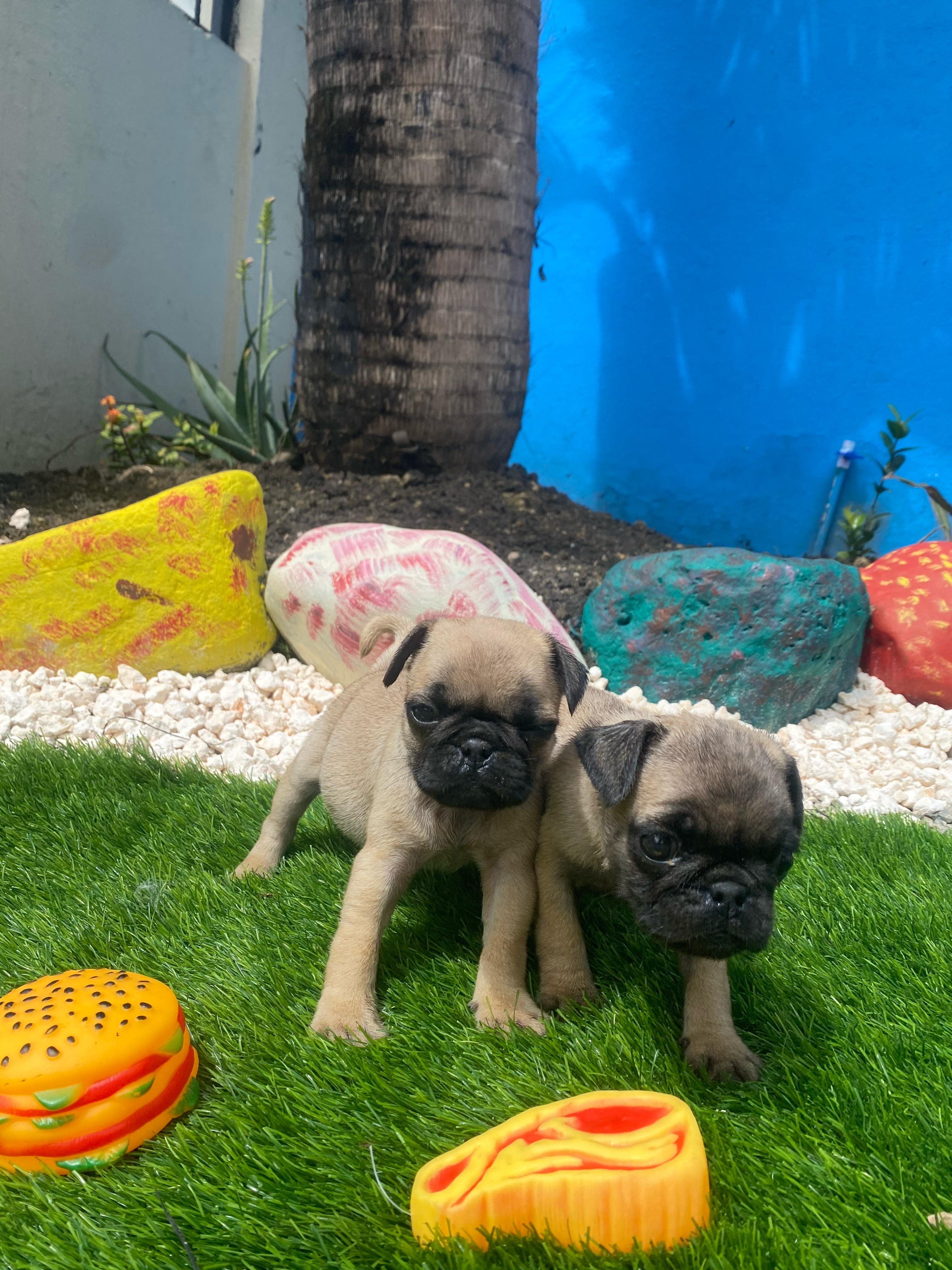 animales y mascotas - Pug 2