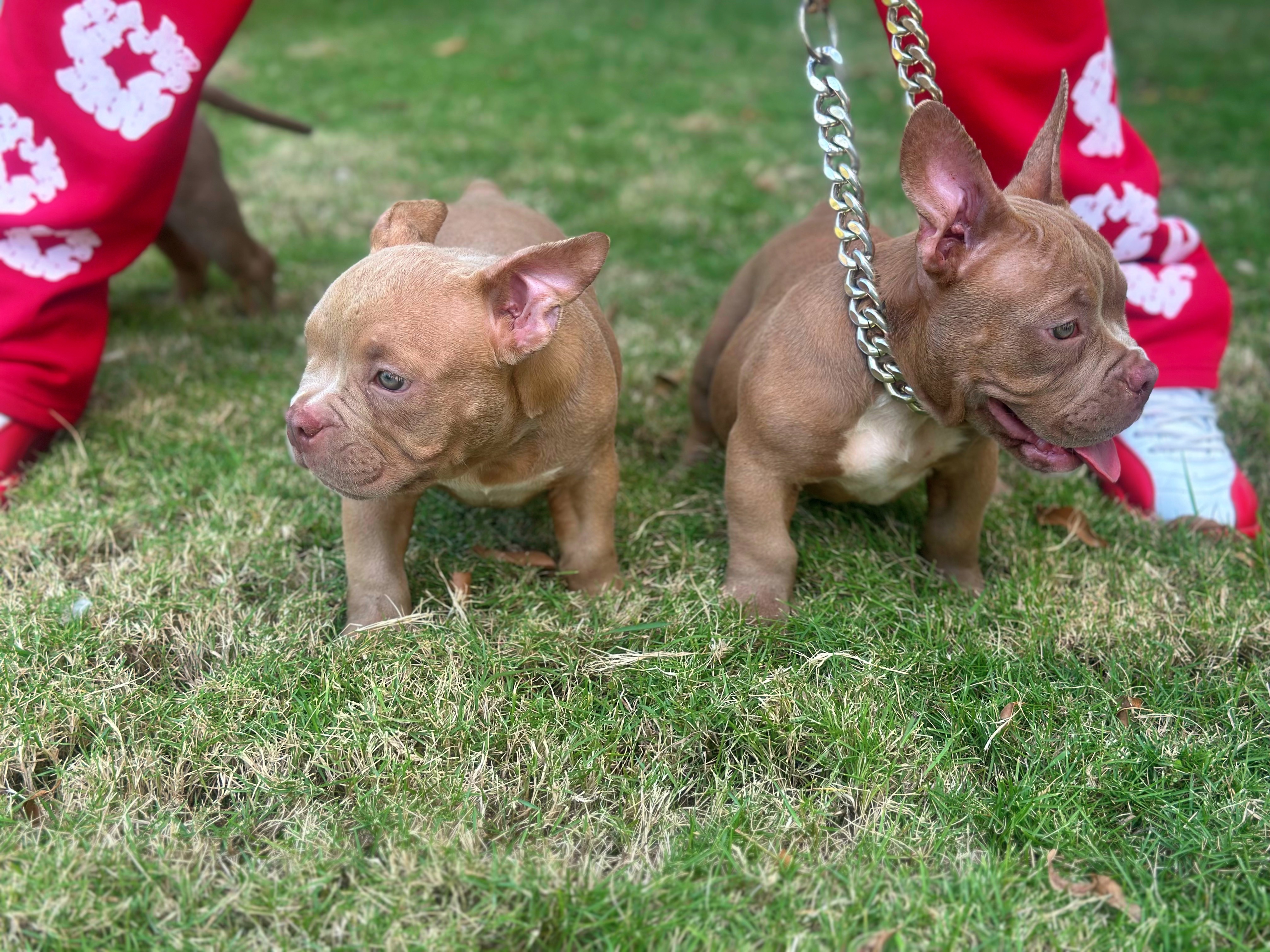 animales y mascotas - American BULLY Micro con PEDIGREE 4