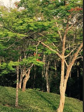 solares y terrenos - Solares en venta en Jarabacoa 7