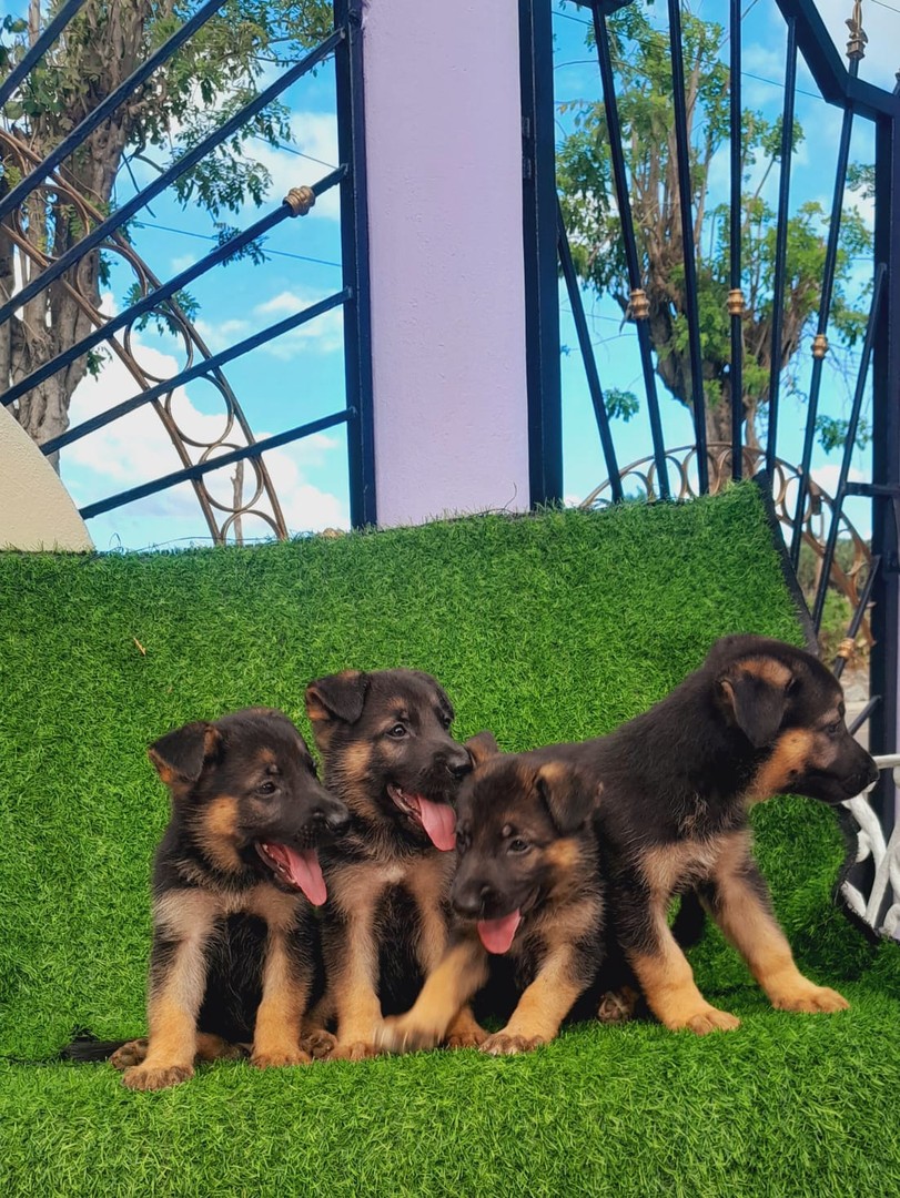 animales y mascotas - Pastor alemán hembra y machos. Dog, pet, mascotas, cachorro, vet, puppy, aleman 1