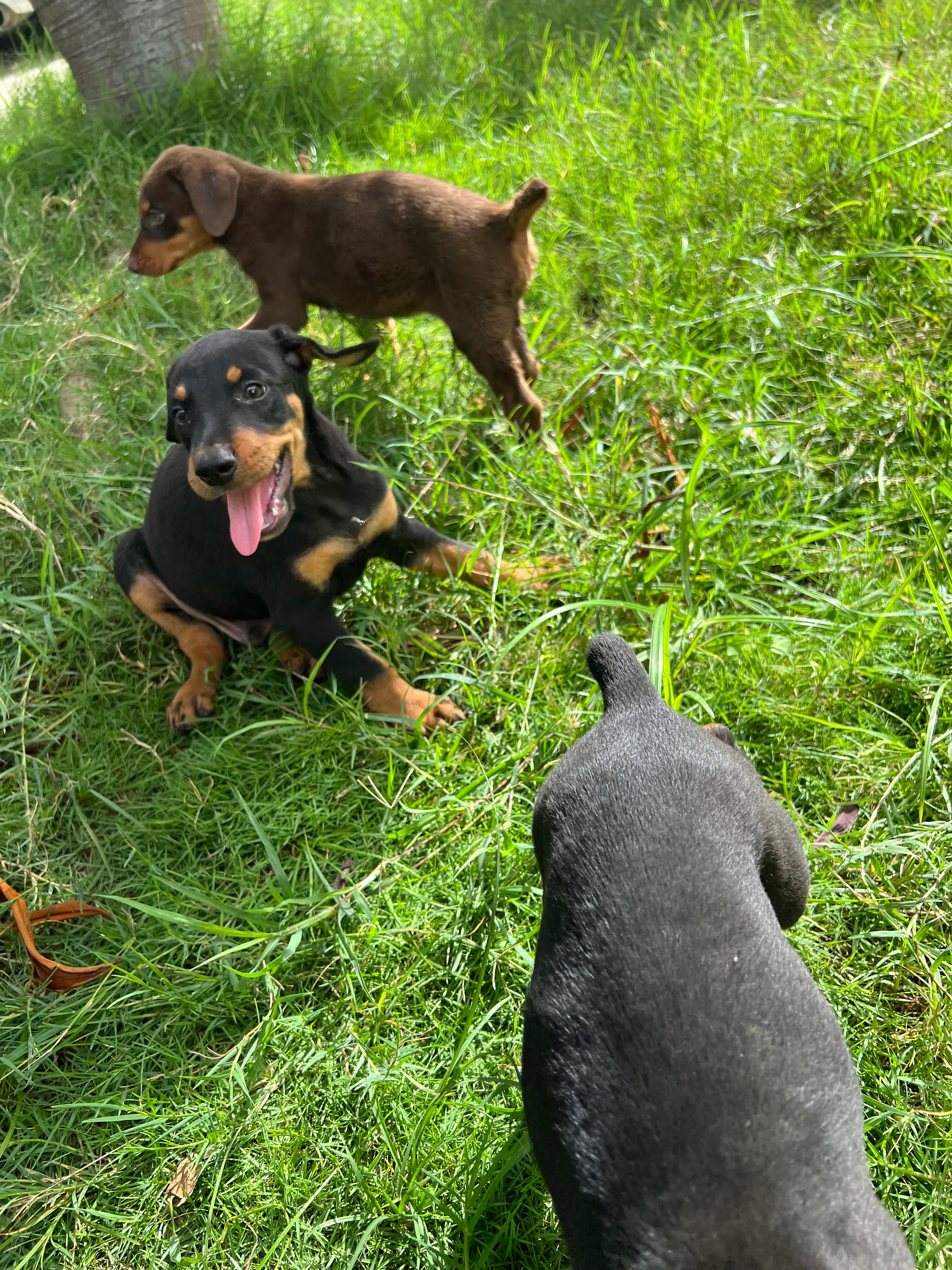 animales y mascotas - Doberman en Santo Domingo 829 288 6363 0