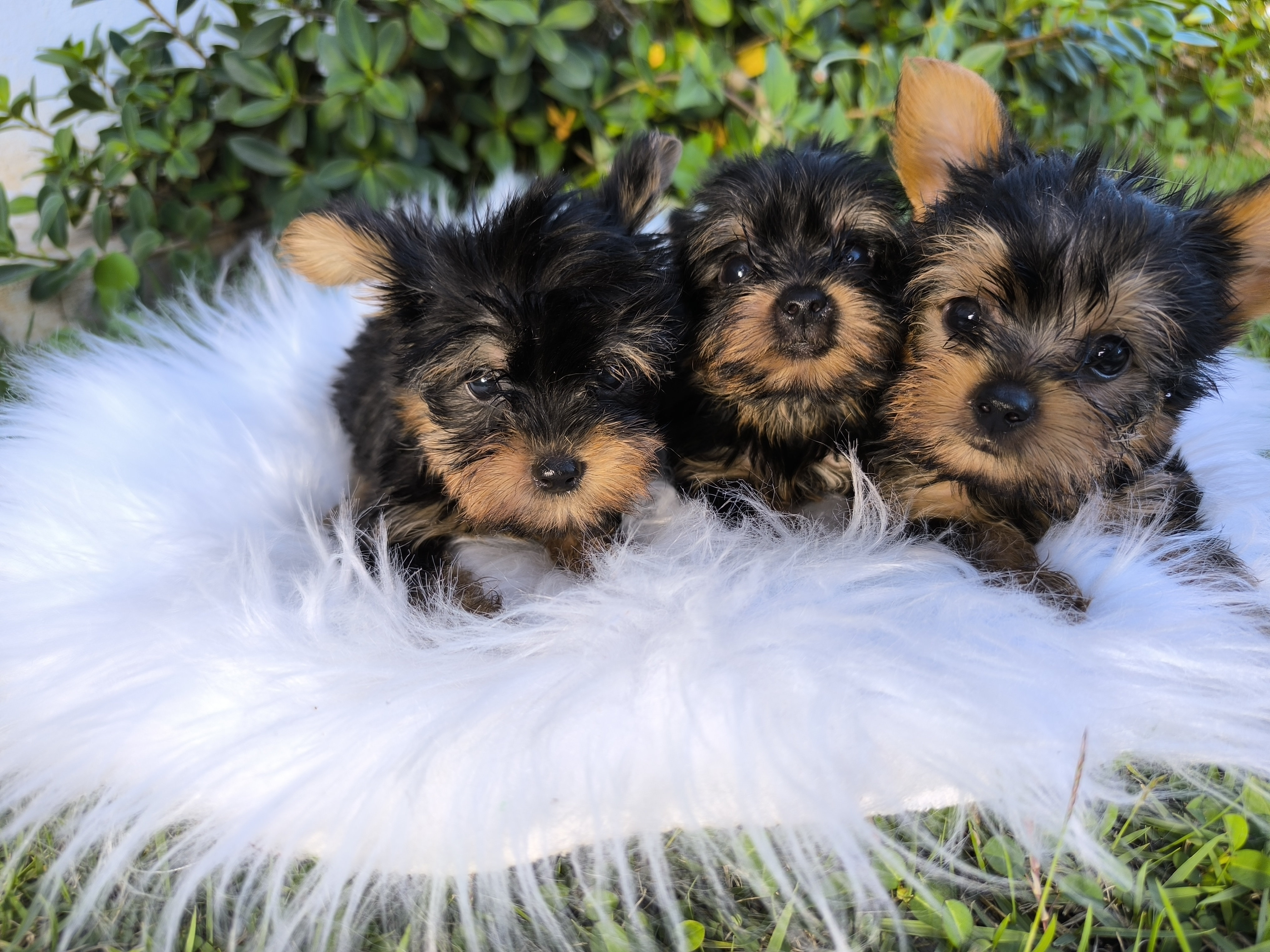 animales y mascotas - Yorkie mini 6