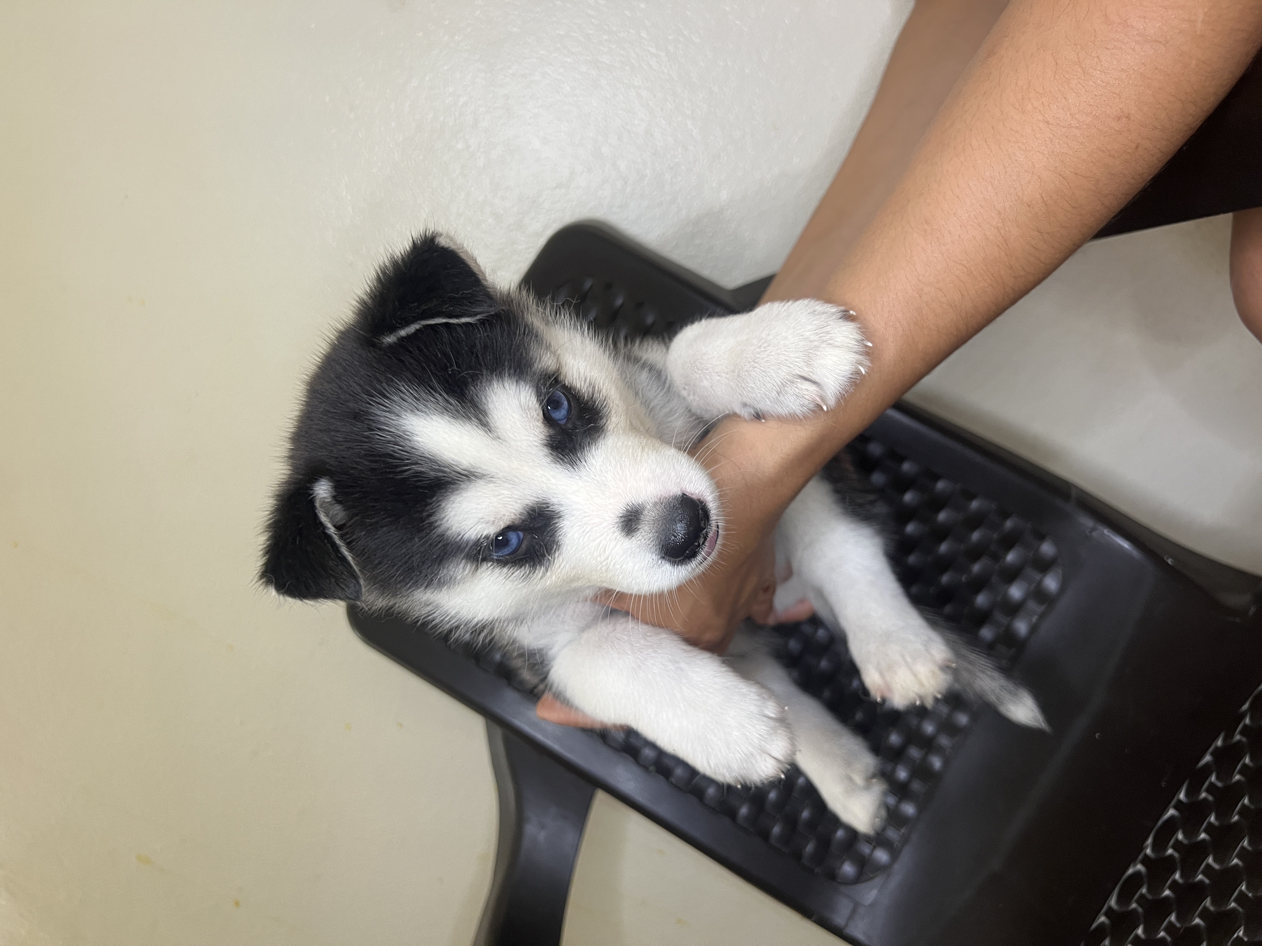 animales y mascotas - cachorros Husky siberianos 
