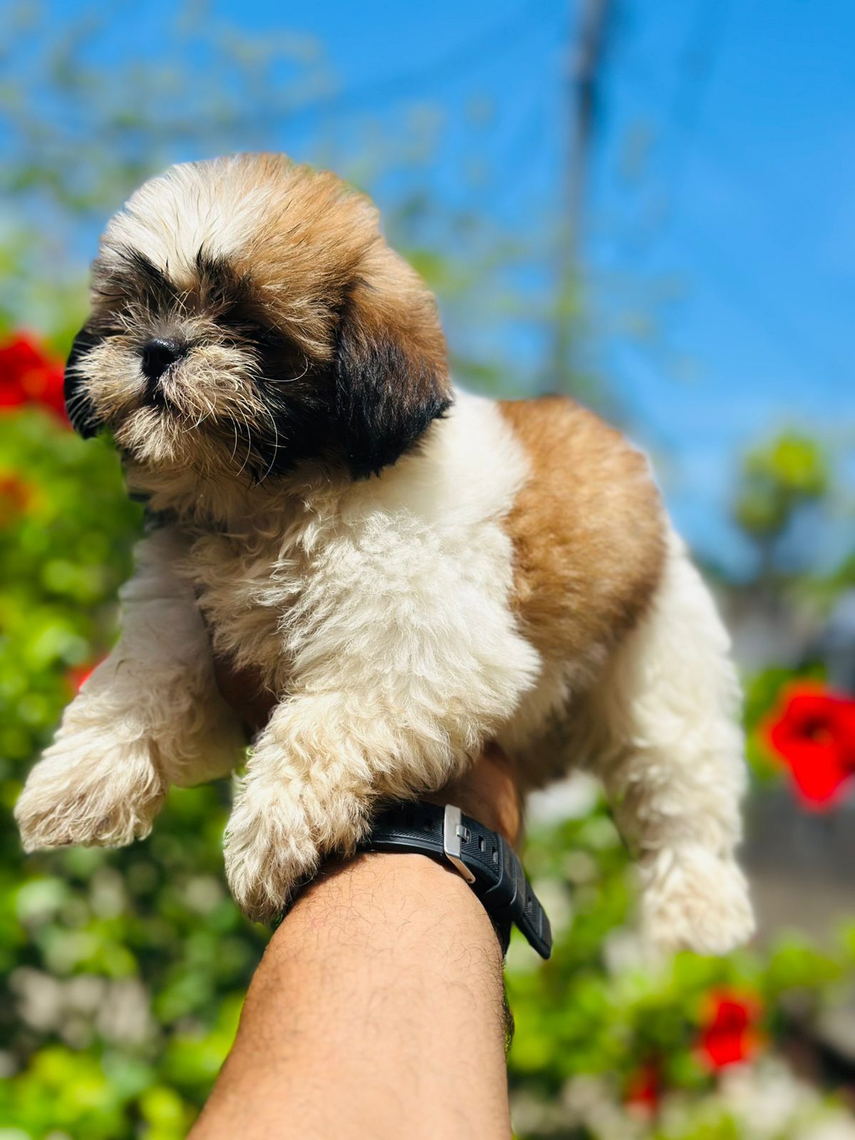 animales y mascotas - OFERTA CACHORRO SHIH TZU AMBOS SEXO UBICADO EN SAN 0