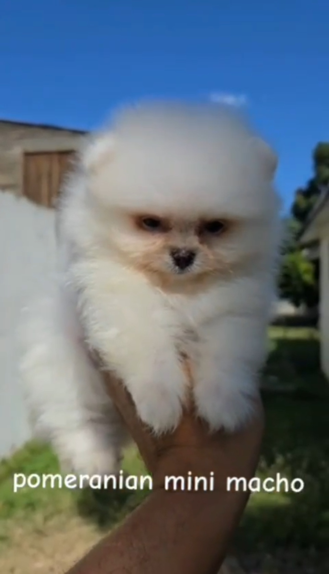 animales y mascotas - pomeranian mini cara de Oso  2