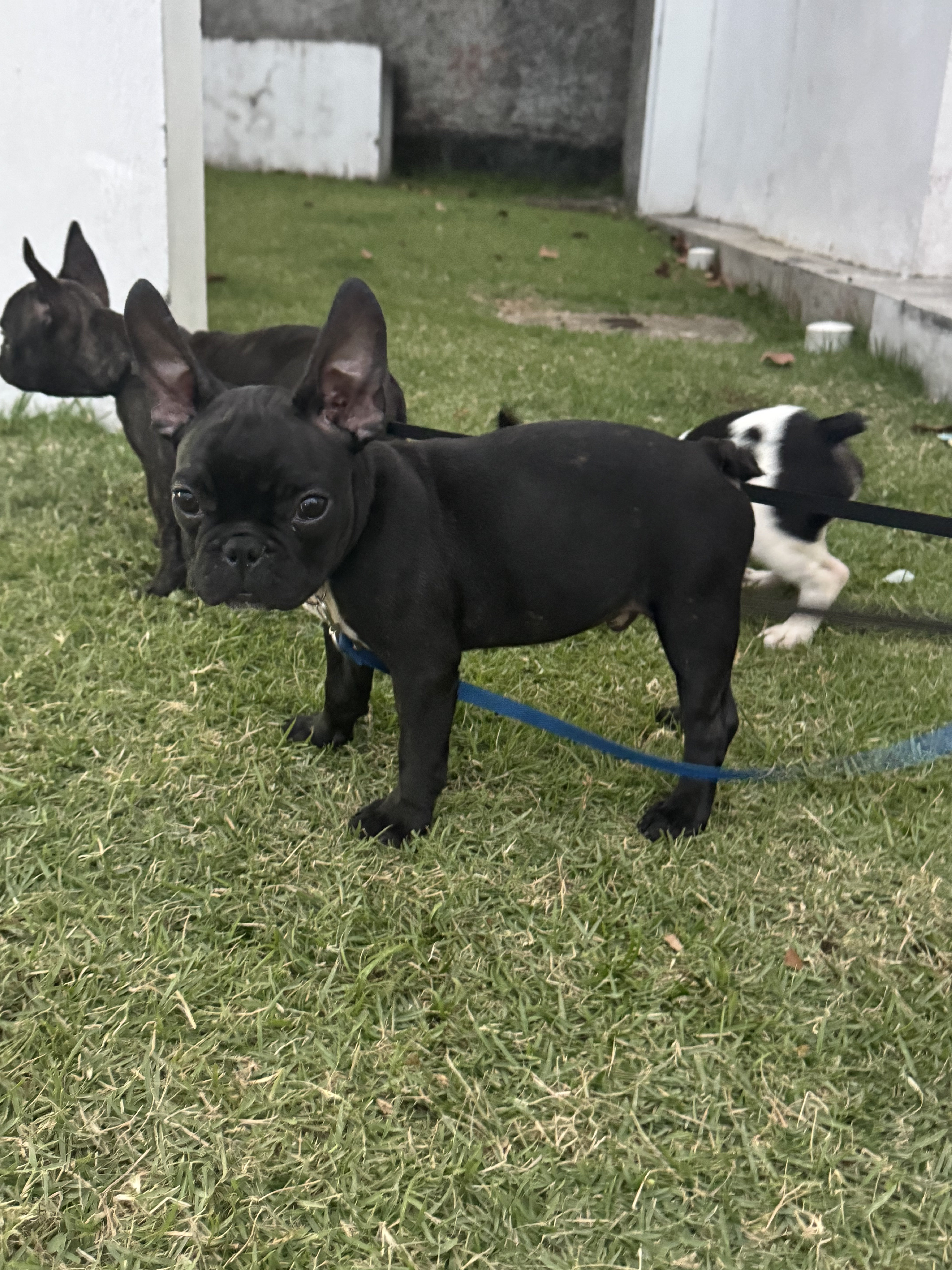 animales y mascotas - BULLDOGS FRANCES MACHO 1