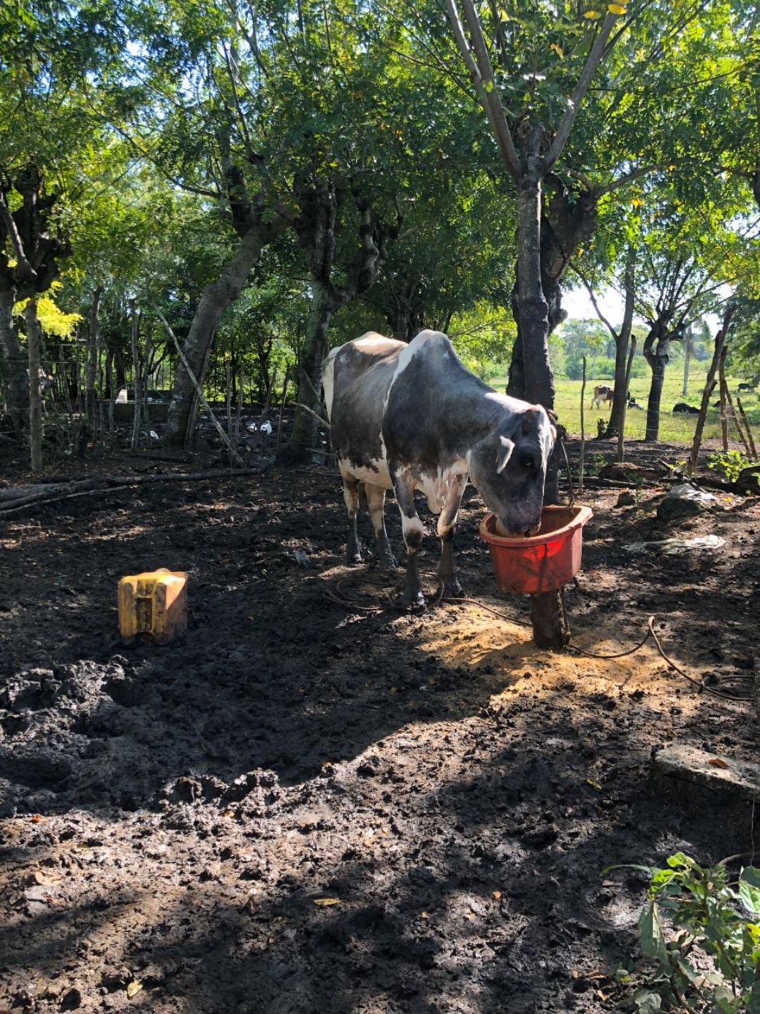 casas vacacionales y villas - Finca en los llanos  0