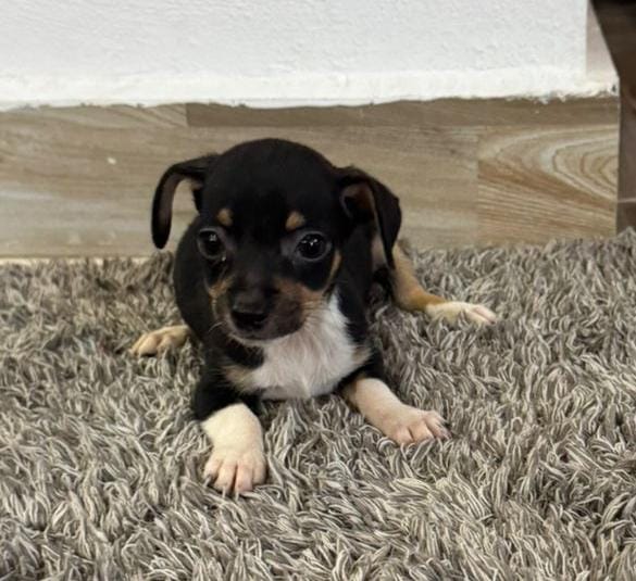animales y mascotas - Chihuahua #1 macho