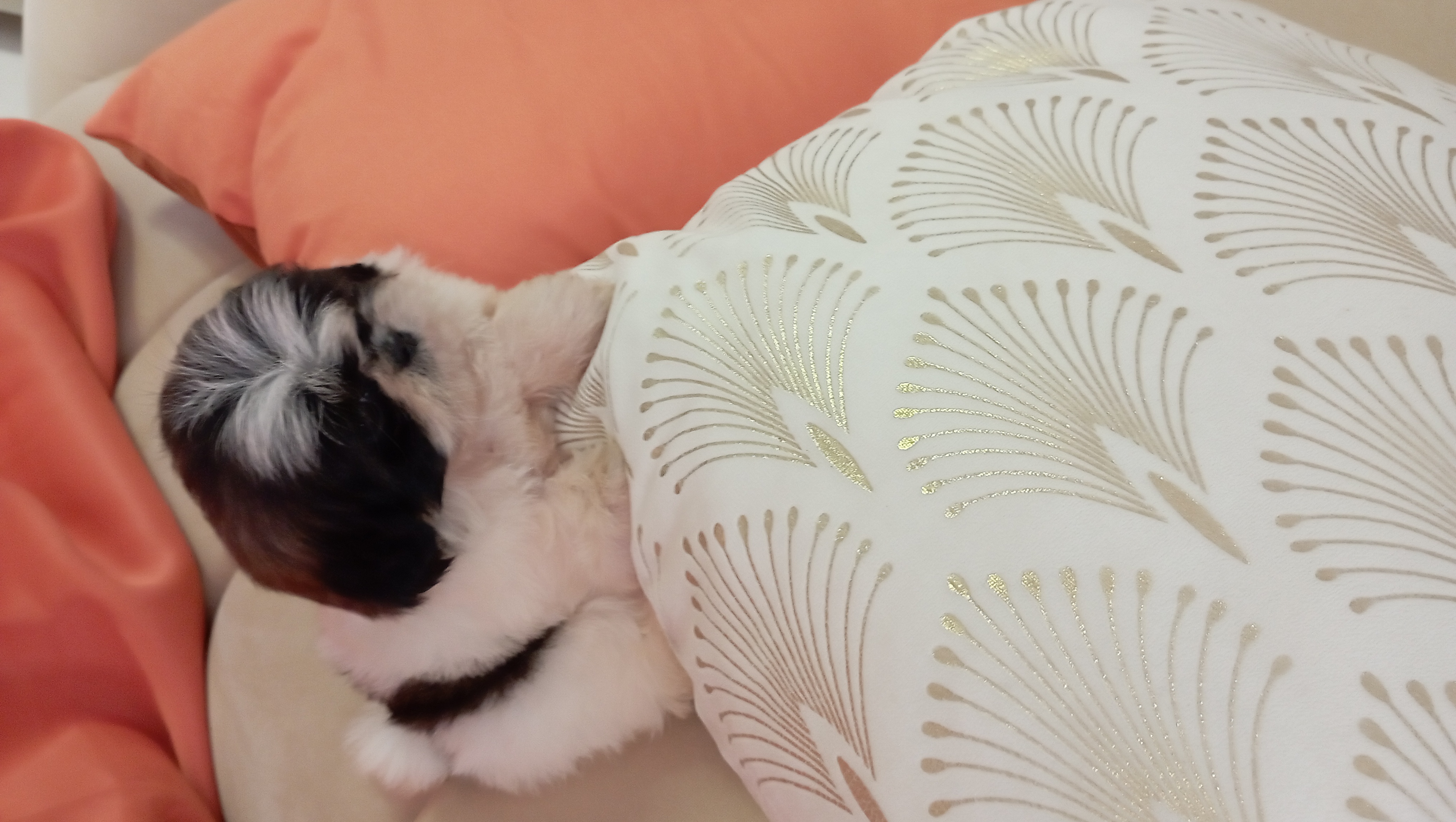 animales y mascotas - cachorros shih tzu ambos sexo 2