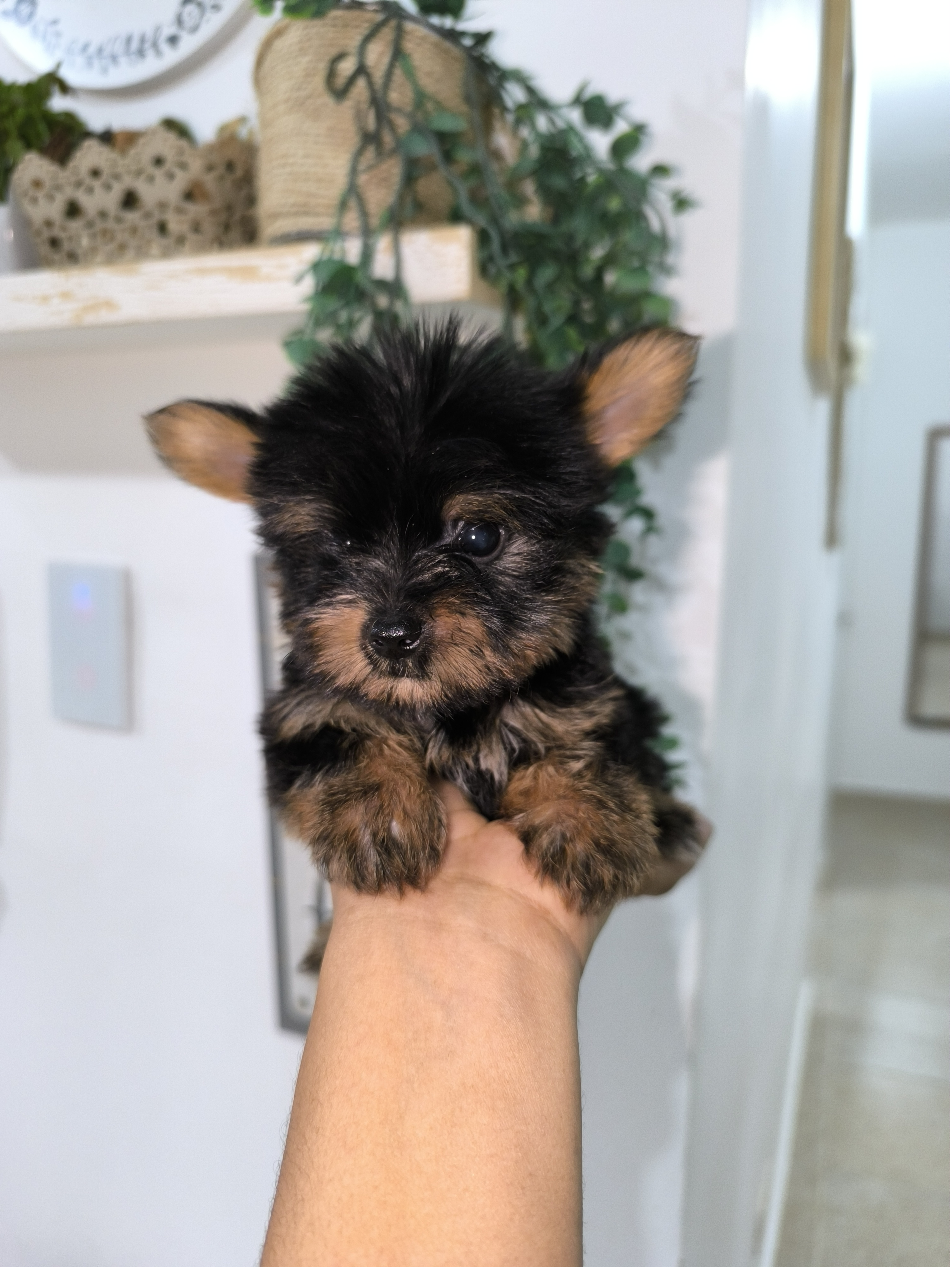 animales y mascotas - Yorkie mini 4