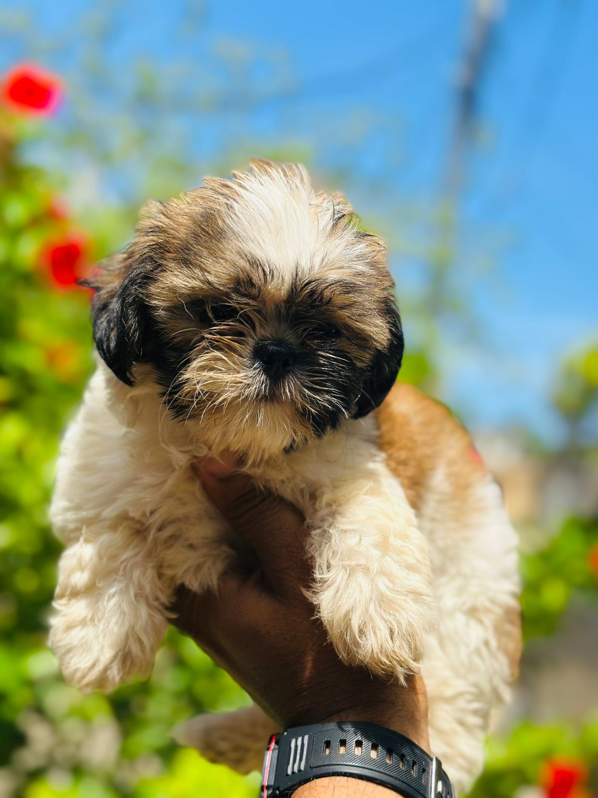 animales y mascotas - OFERTA CACHORRO SHIH TZU AMBOS SEXO UBICADO EN SAN 1