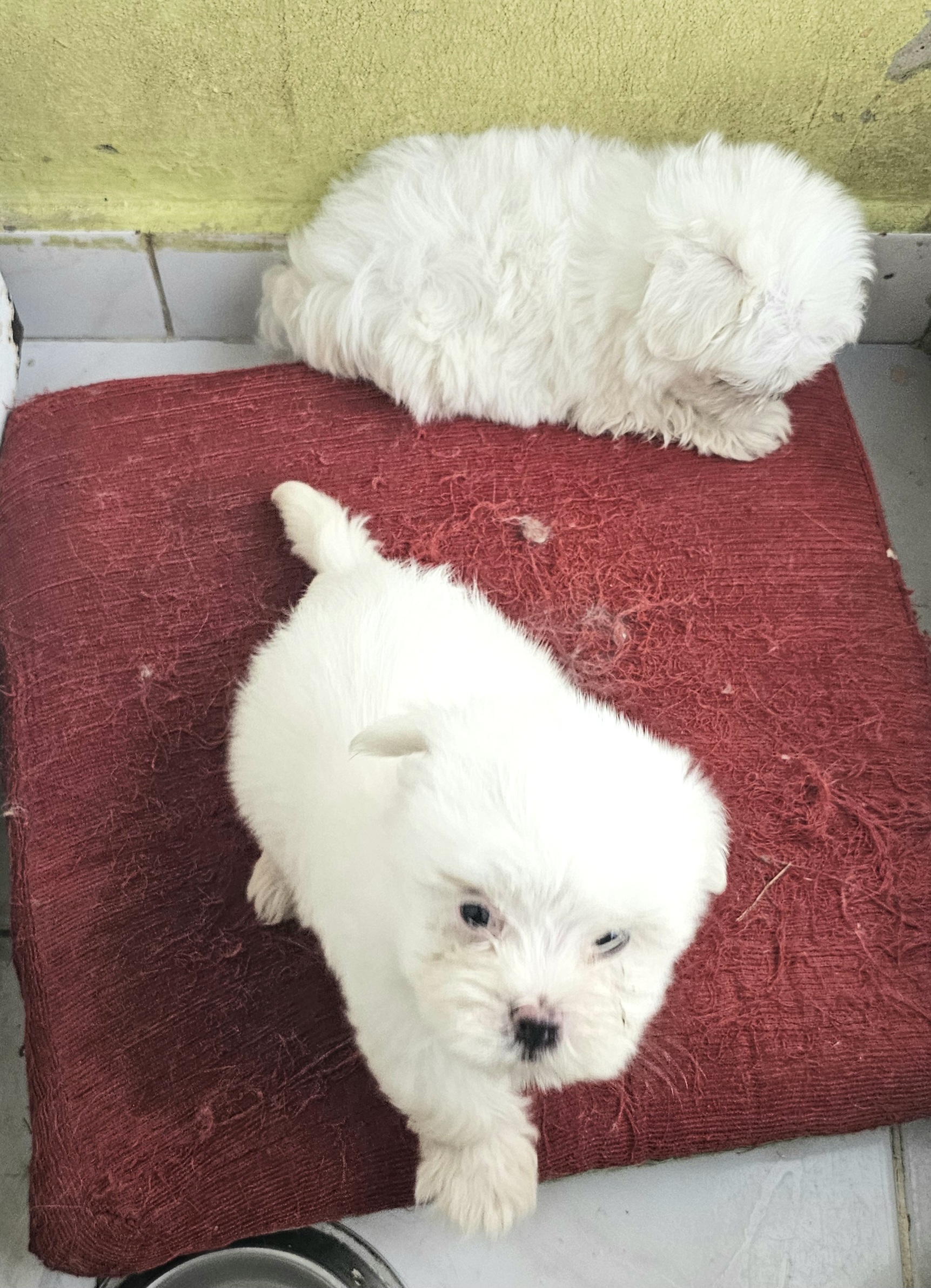animales y mascotas - Bichon  maltés  toy Macho