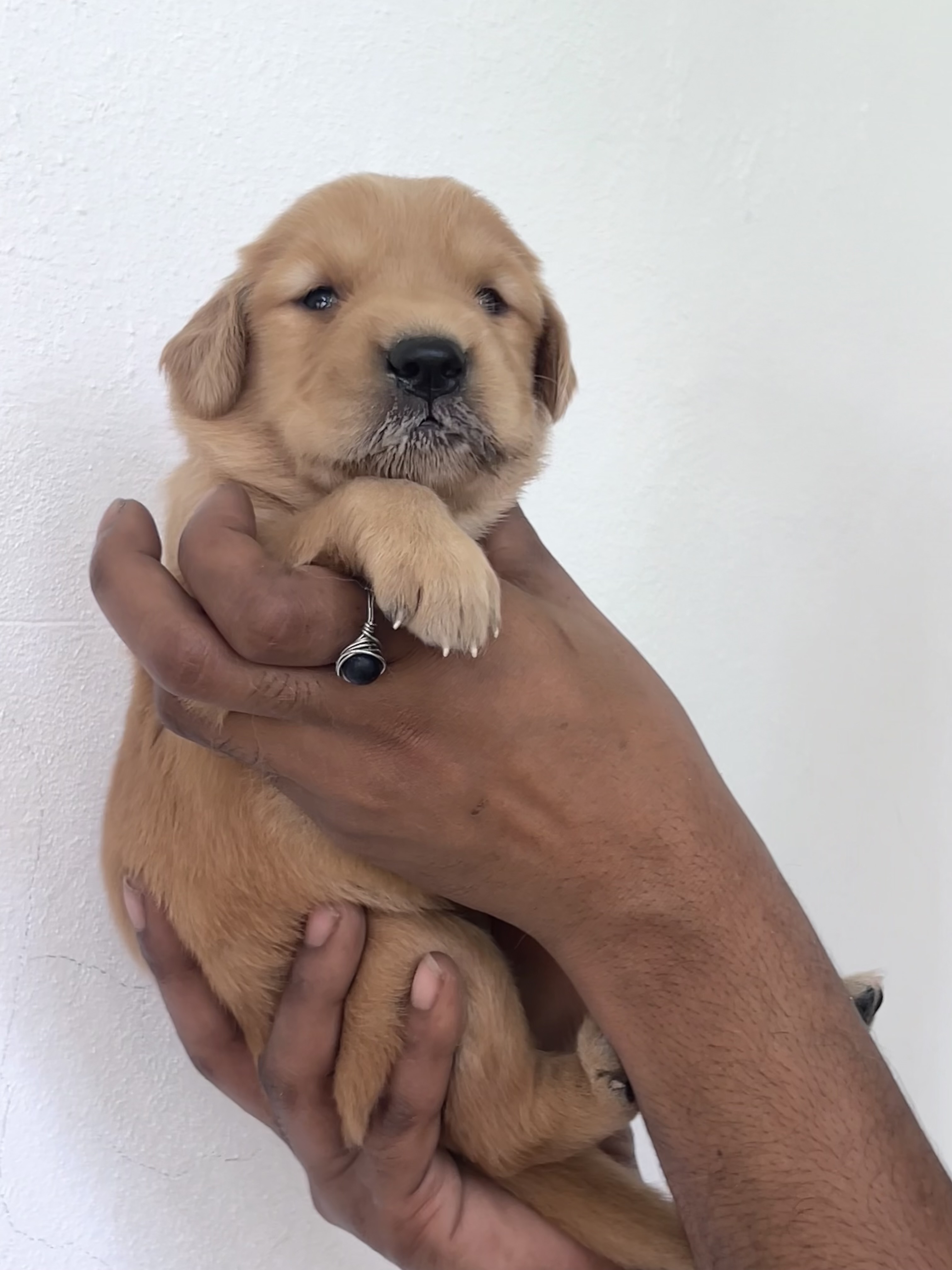 animales y mascotas - Cachorros Golden Retrieve puros 