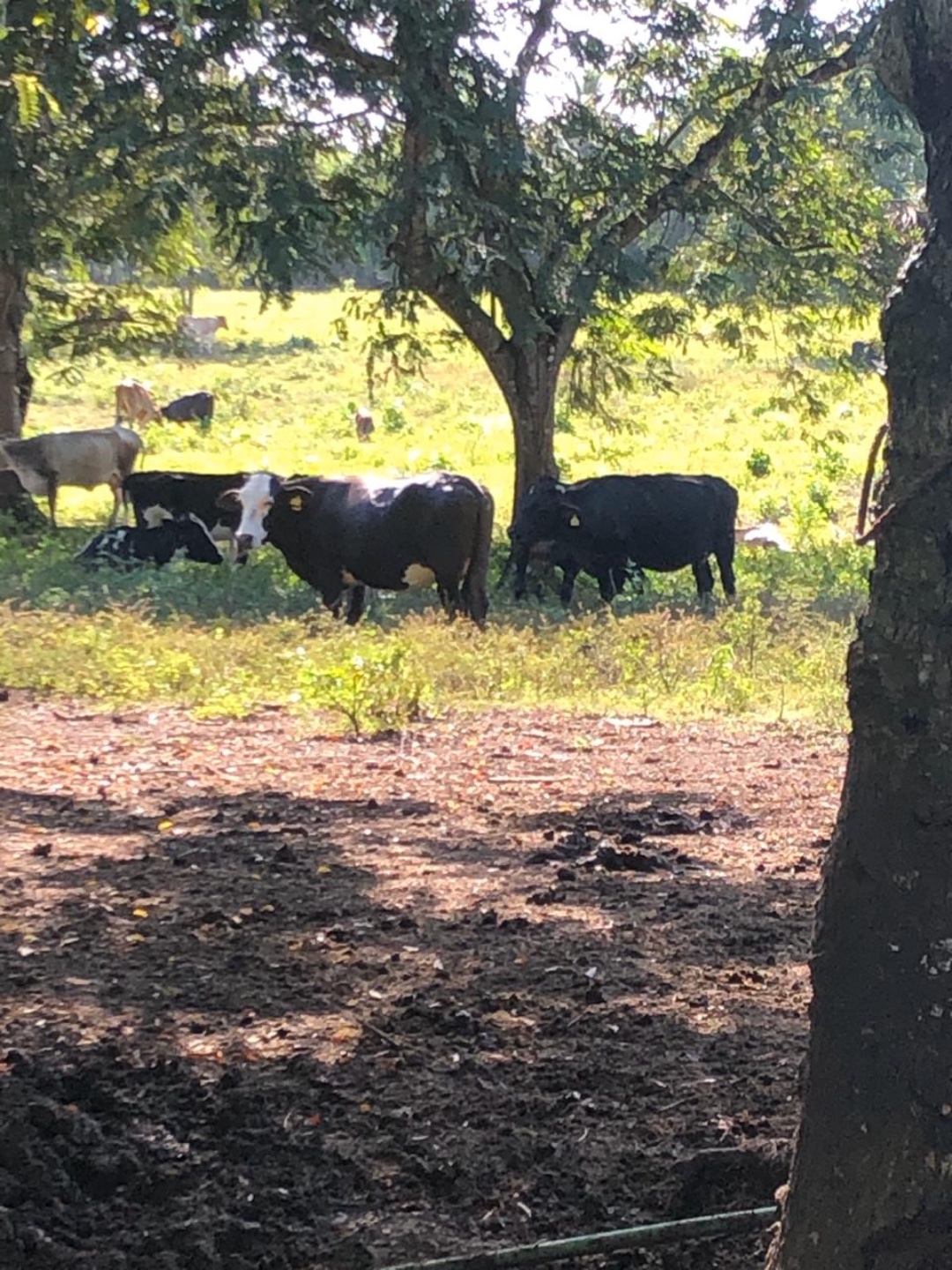 casas vacacionales y villas - Finca en los llanos  1