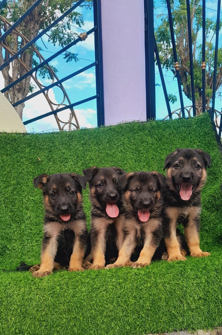 animales y mascotas - Pastor alemán hembra y machos. Dog, pet, mascotas, cachorro, vet, puppy, aleman 0