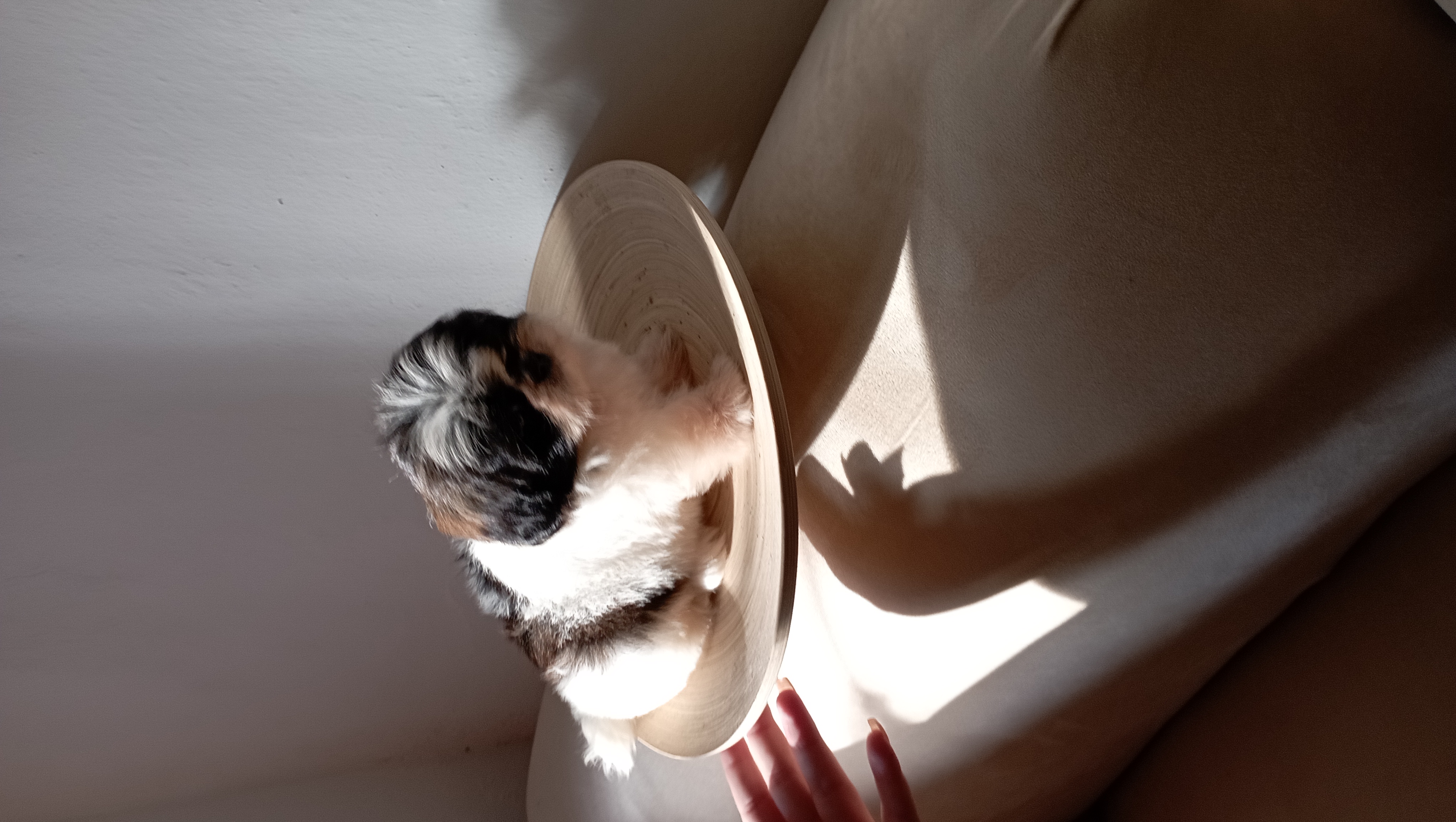 animales y mascotas - cachorros shih tzu ambos sexo 3