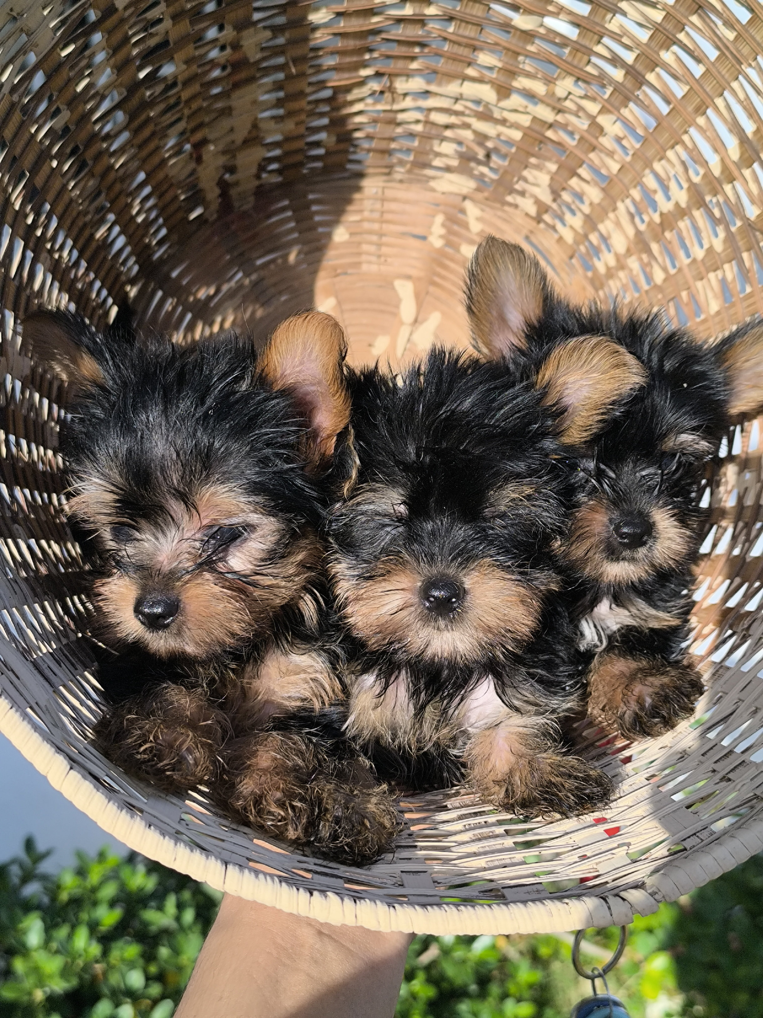animales y mascotas - Yorkie mini 5