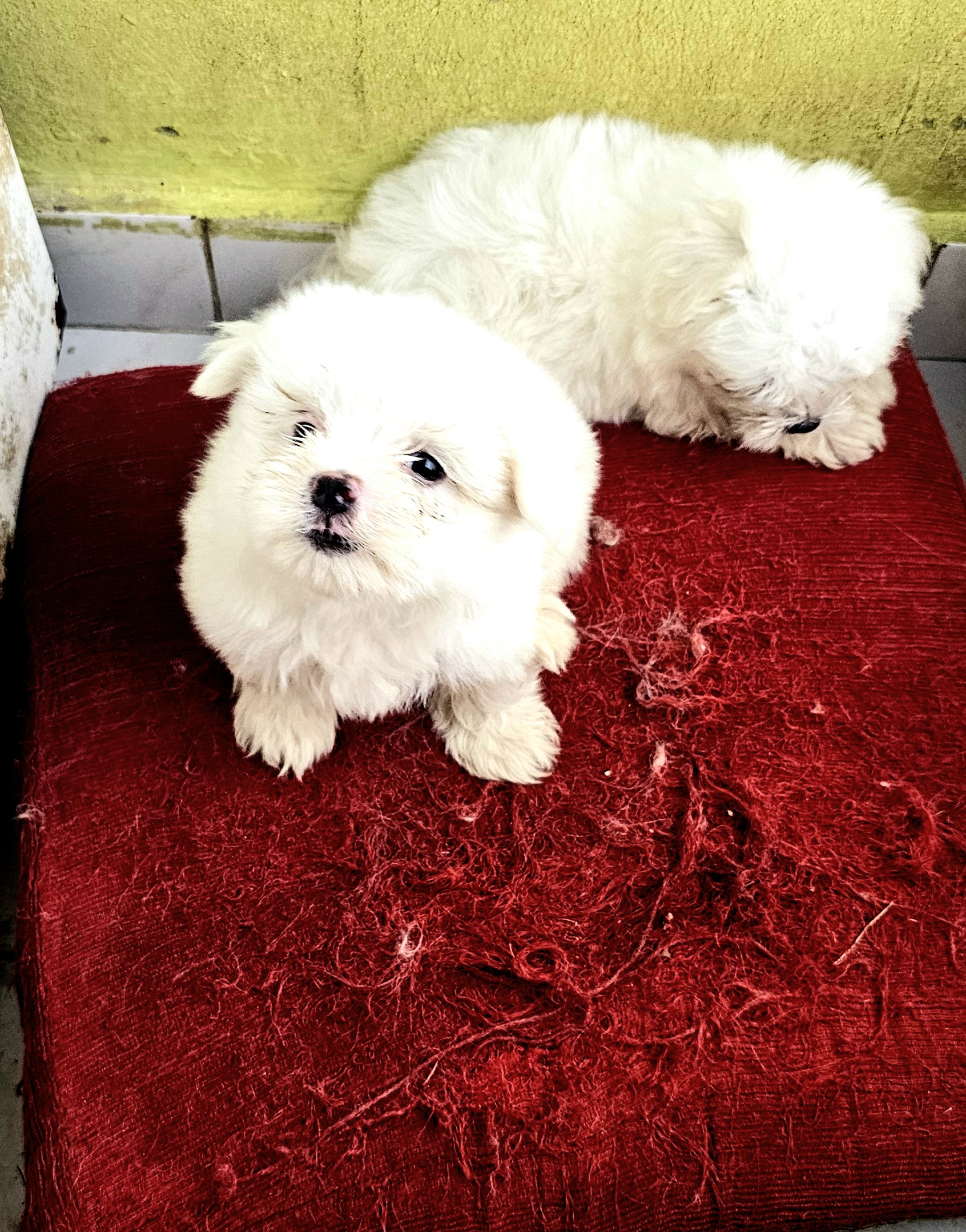 animales y mascotas - Bichon  maltés  toy Macho 1