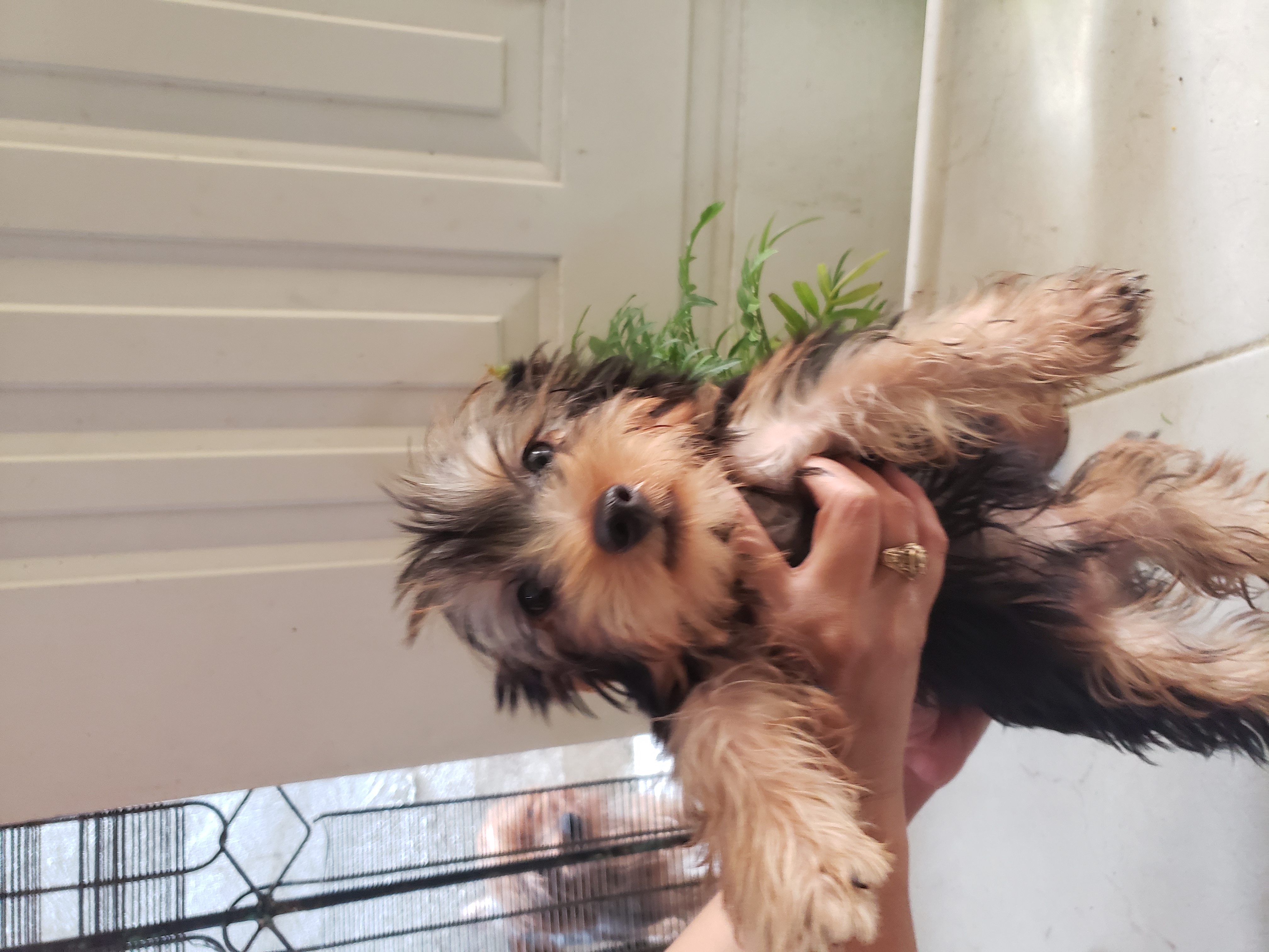 animales y mascotas - Chachorros Yorkshire terrier Hermosos Y Juguetones.