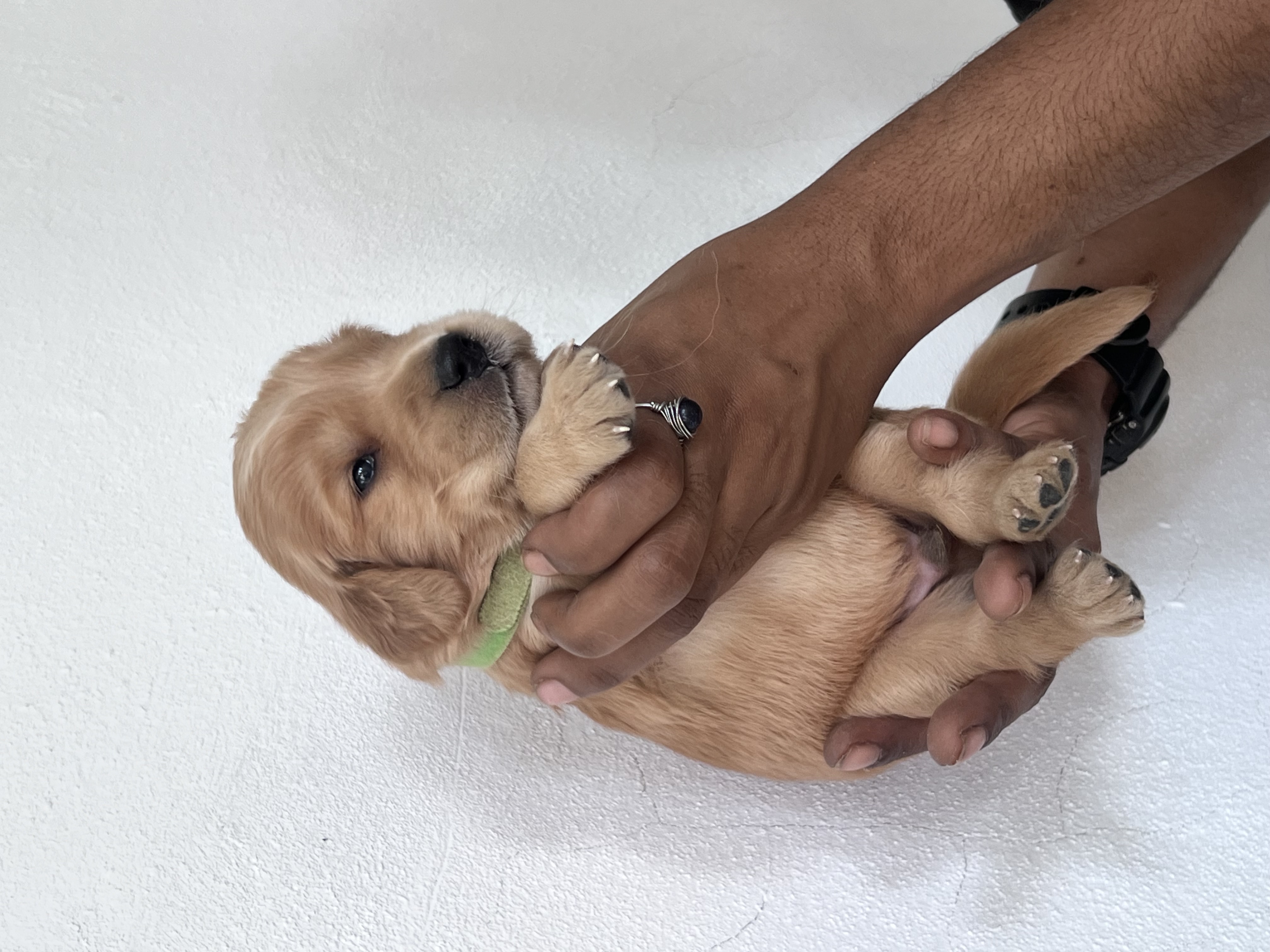 animales y mascotas - Cachorros Golden Retrieve puros  1