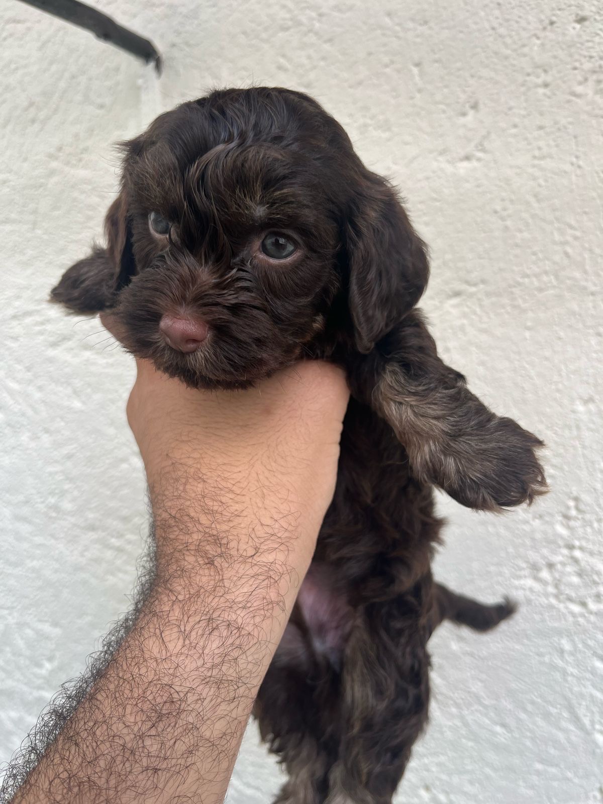 animales y mascotas - Bichon habanero 100% puro 