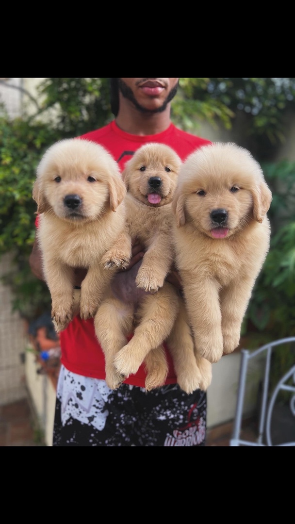 animales y mascotas - Golden retriever perros  1