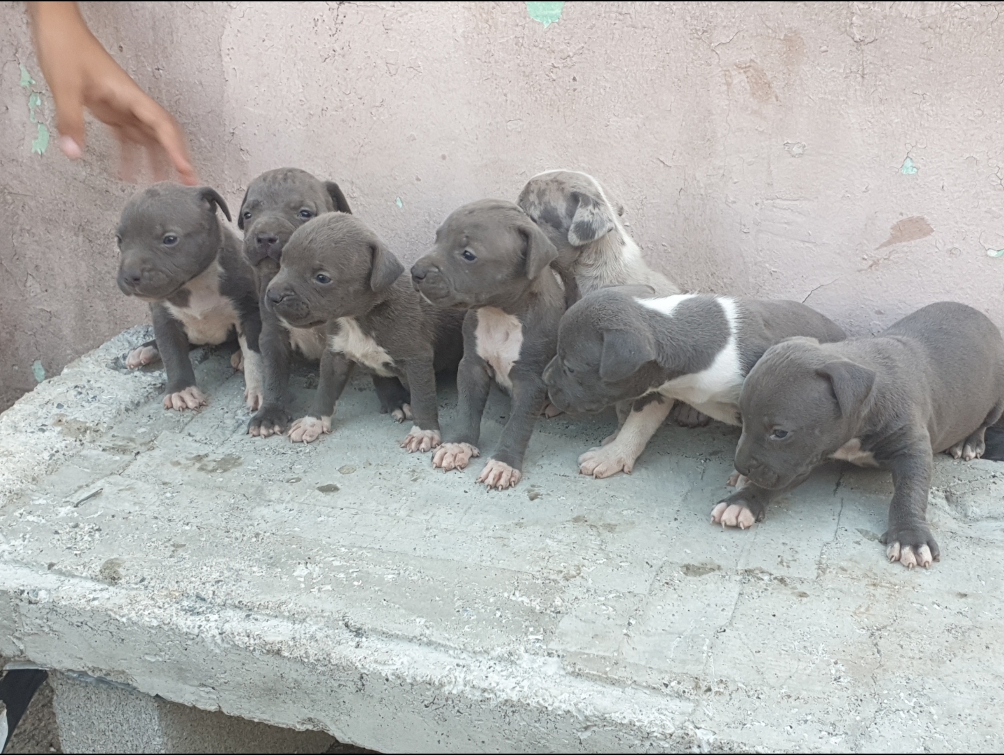 animales y mascotas - Pitbull tipo bull 1