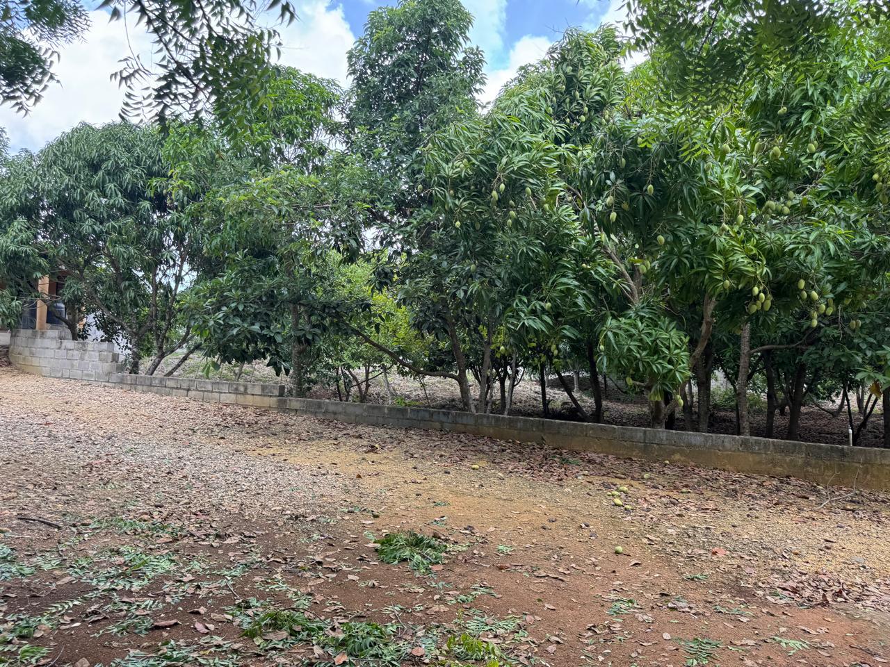 solares y terrenos - 036-D FINCA EN BRISA DEL ESTE, SANTO DOMINGO 2