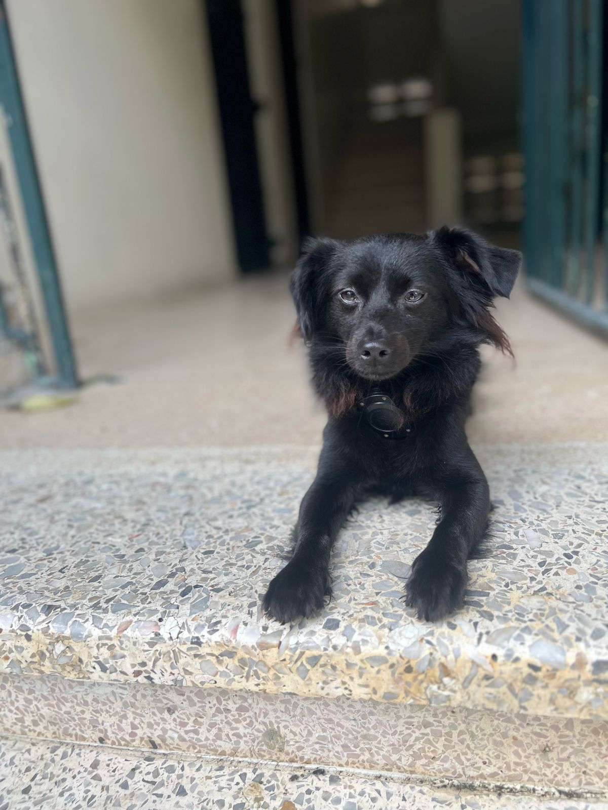 animales y mascotas - Perro Chihuahua mariposa 5