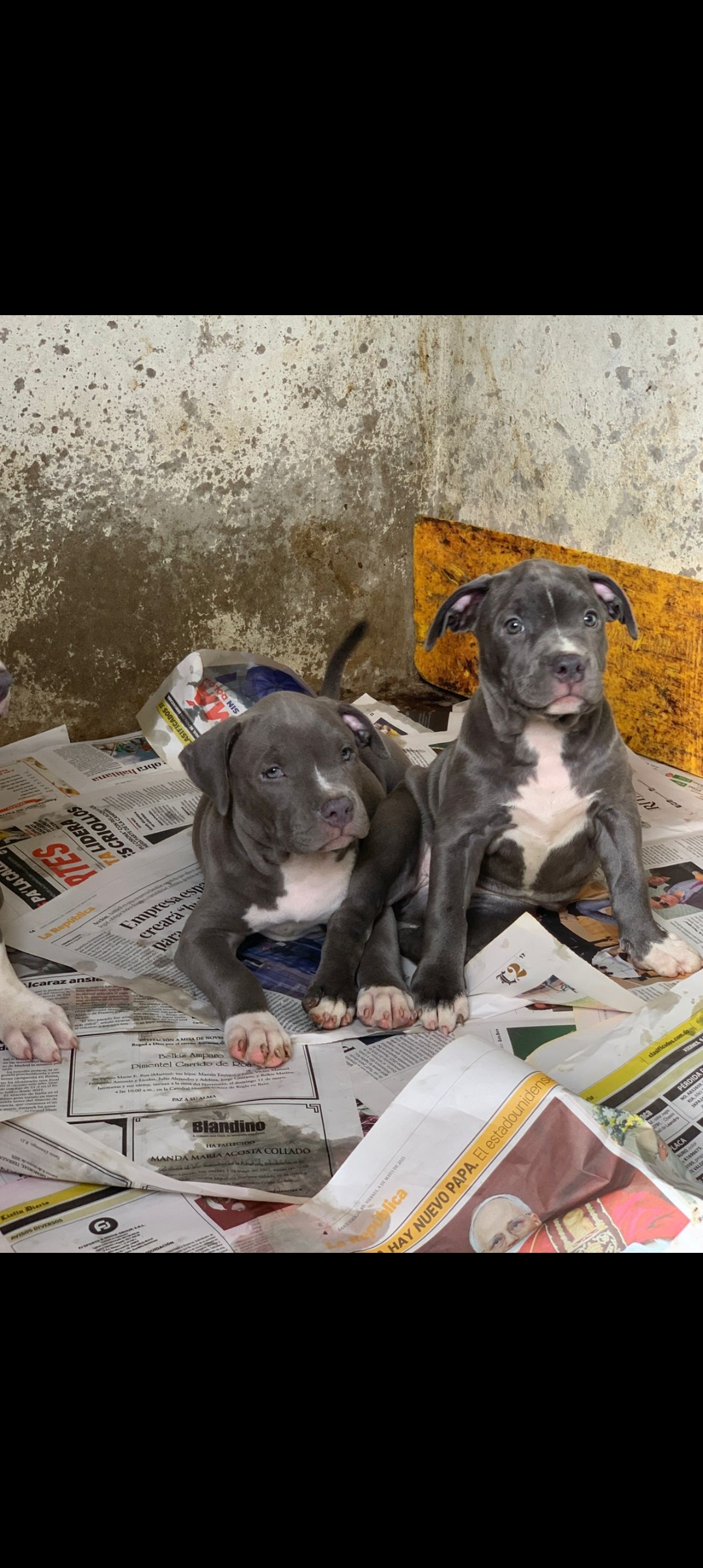 animales y mascotas - pitbull 1