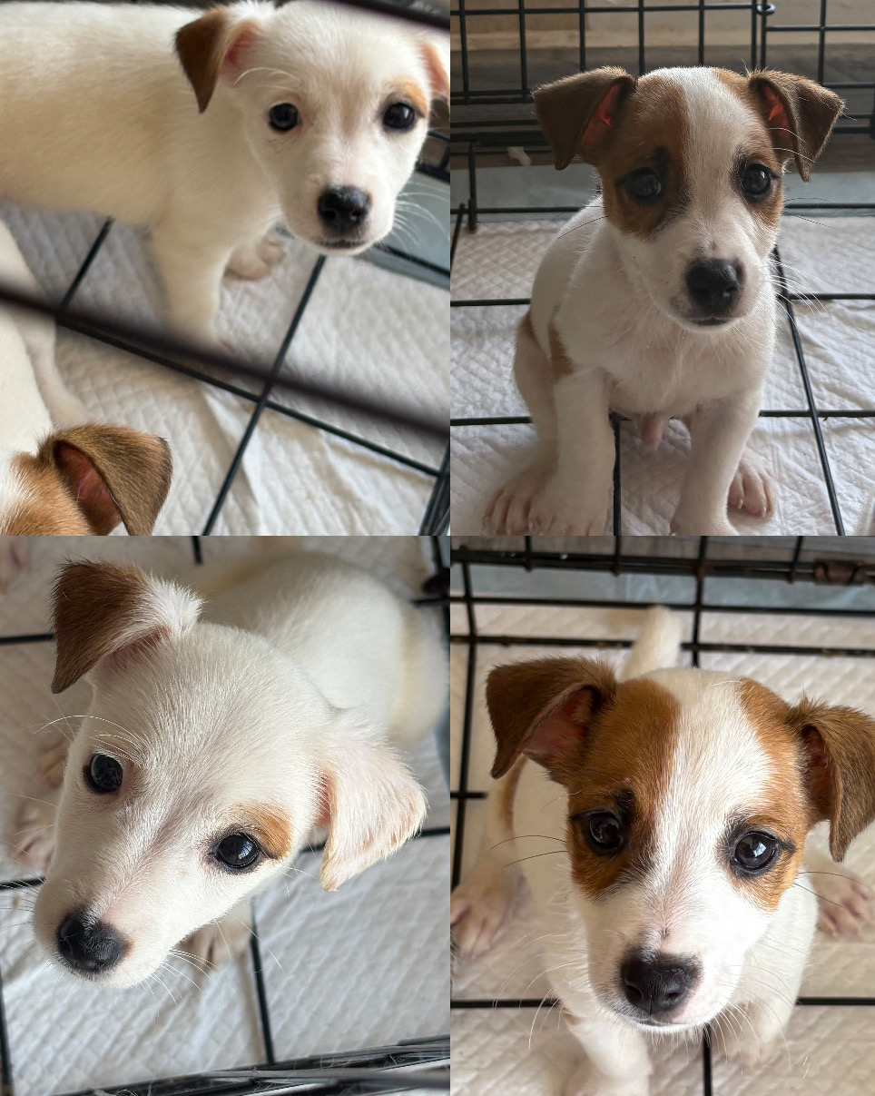 animales y mascotas - JACK RUSSELL TERRIER 2