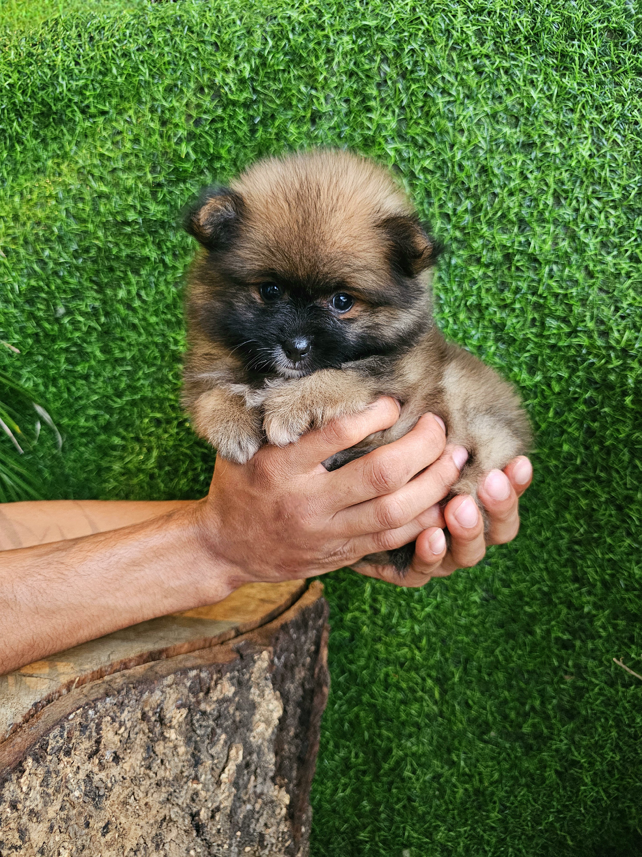 animales y mascotas - pomerania super peludito y pequeñito 100% 2