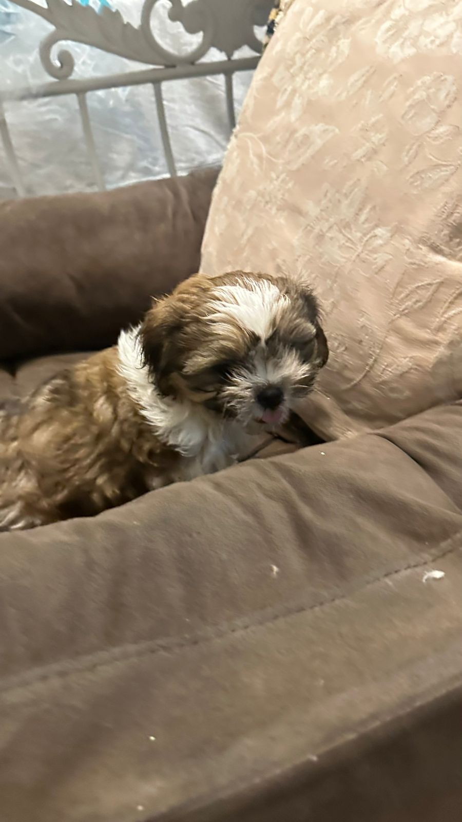 animales y mascotas - VENDO PERROS SHIHTZU 2 VARONES  VACUNADOS  5