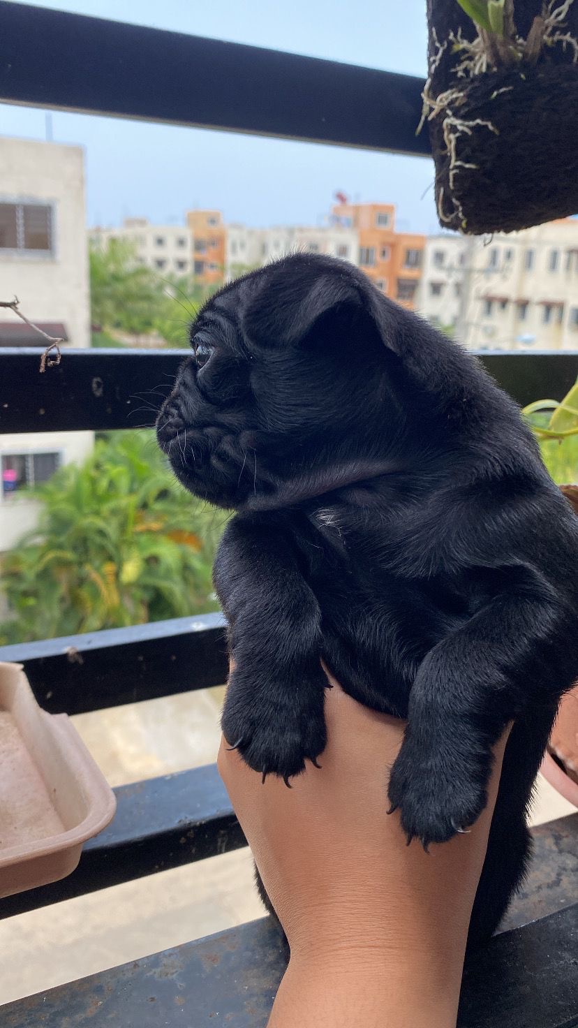 animales y mascotas - Cachorros Pugs  5