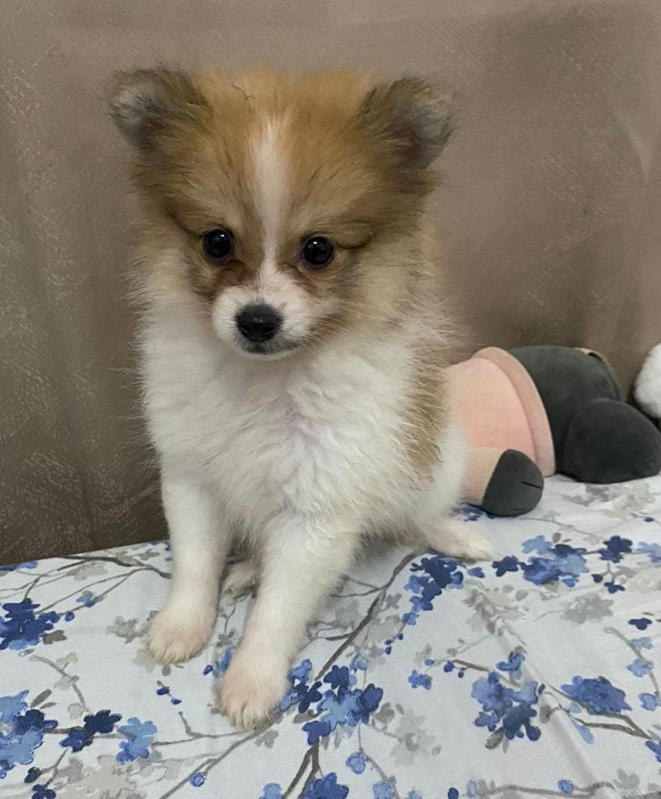 animales y mascotas - Pomerania hembra  0