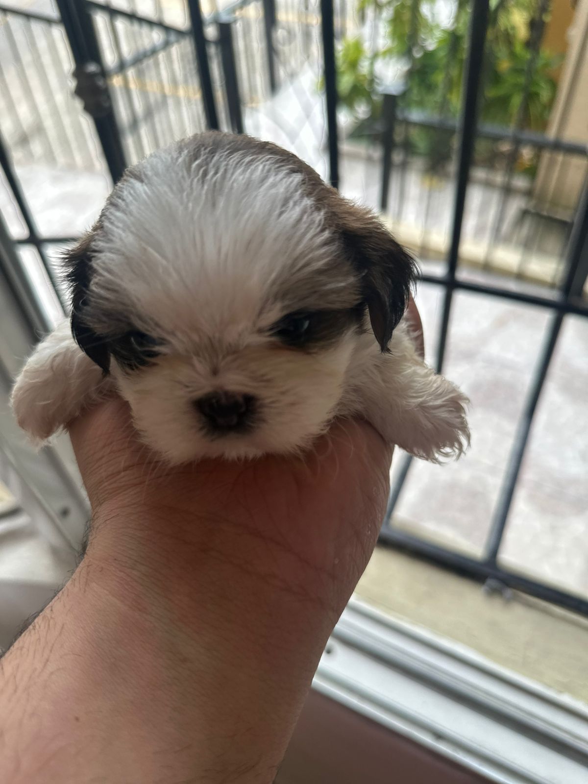 animales y mascotas - VENDO PERROS SHIHTZU 2 VARONES  VACUNADOS  6