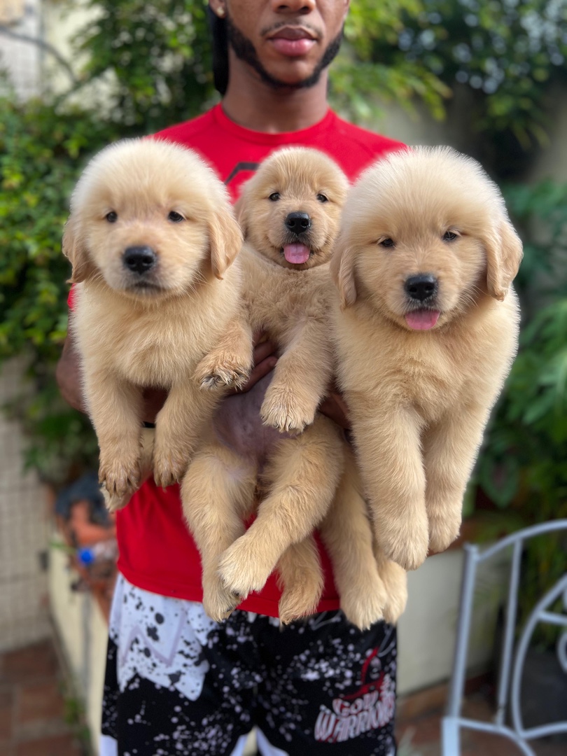 animales y mascotas - Golden retriever perros  0