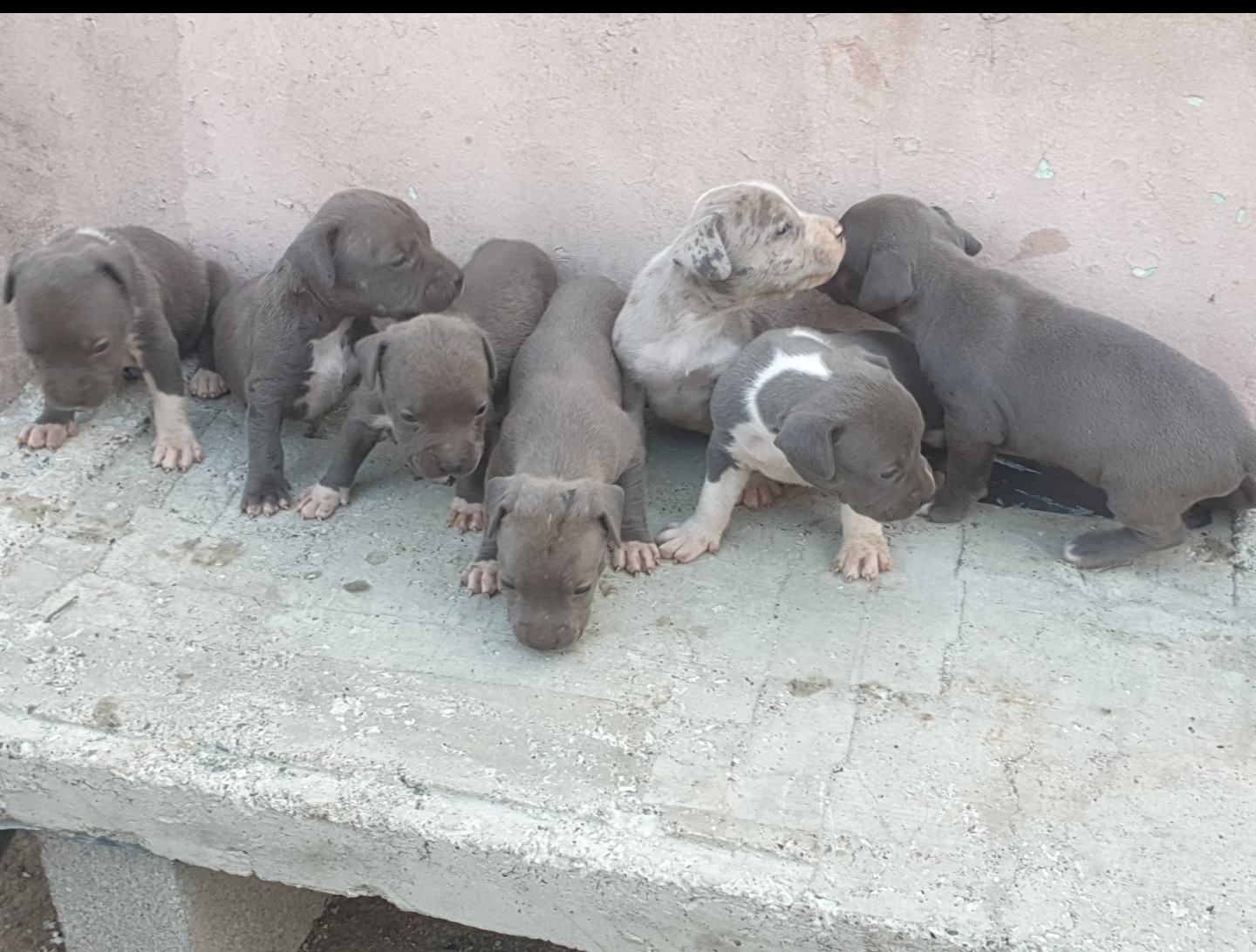 animales y mascotas - Pitbull tipo bull 0