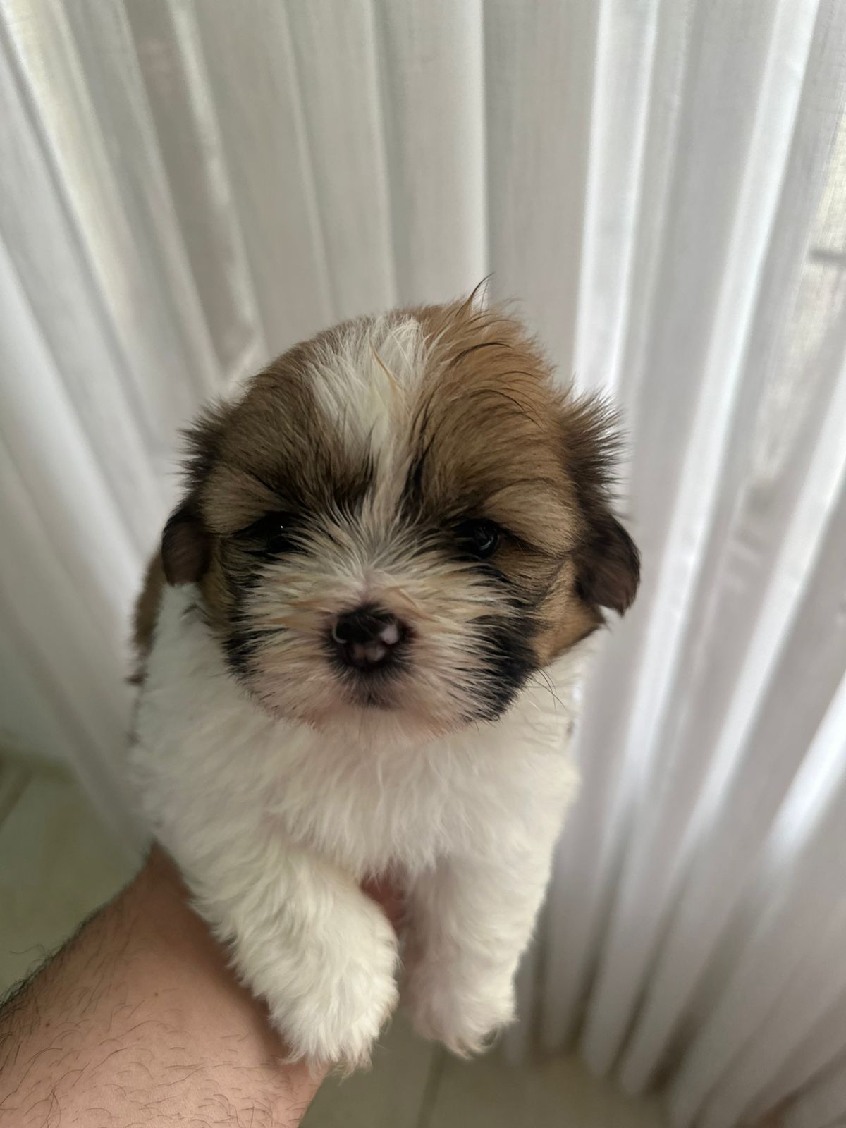 animales y mascotas - VENDO PERROS SHIHTZU 2 VARONES  VACUNADOS  7